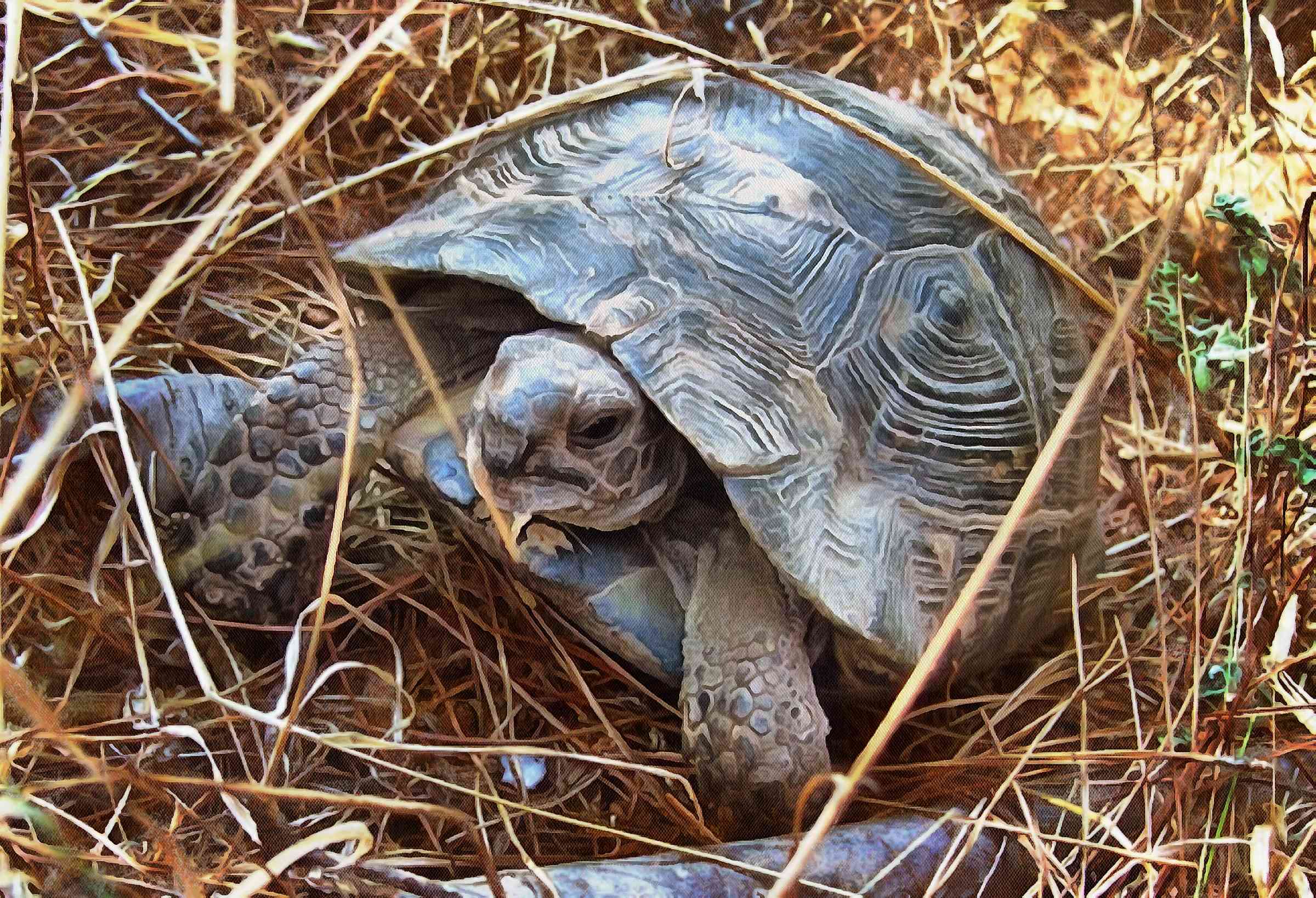 Leatherback, turtle, Turtle, Tortoise, Turtle free images,  – Turtle free images, Tortoise free , Turtle stock free images, Download free images turtles, tortoise free images, tortoise public domain images!