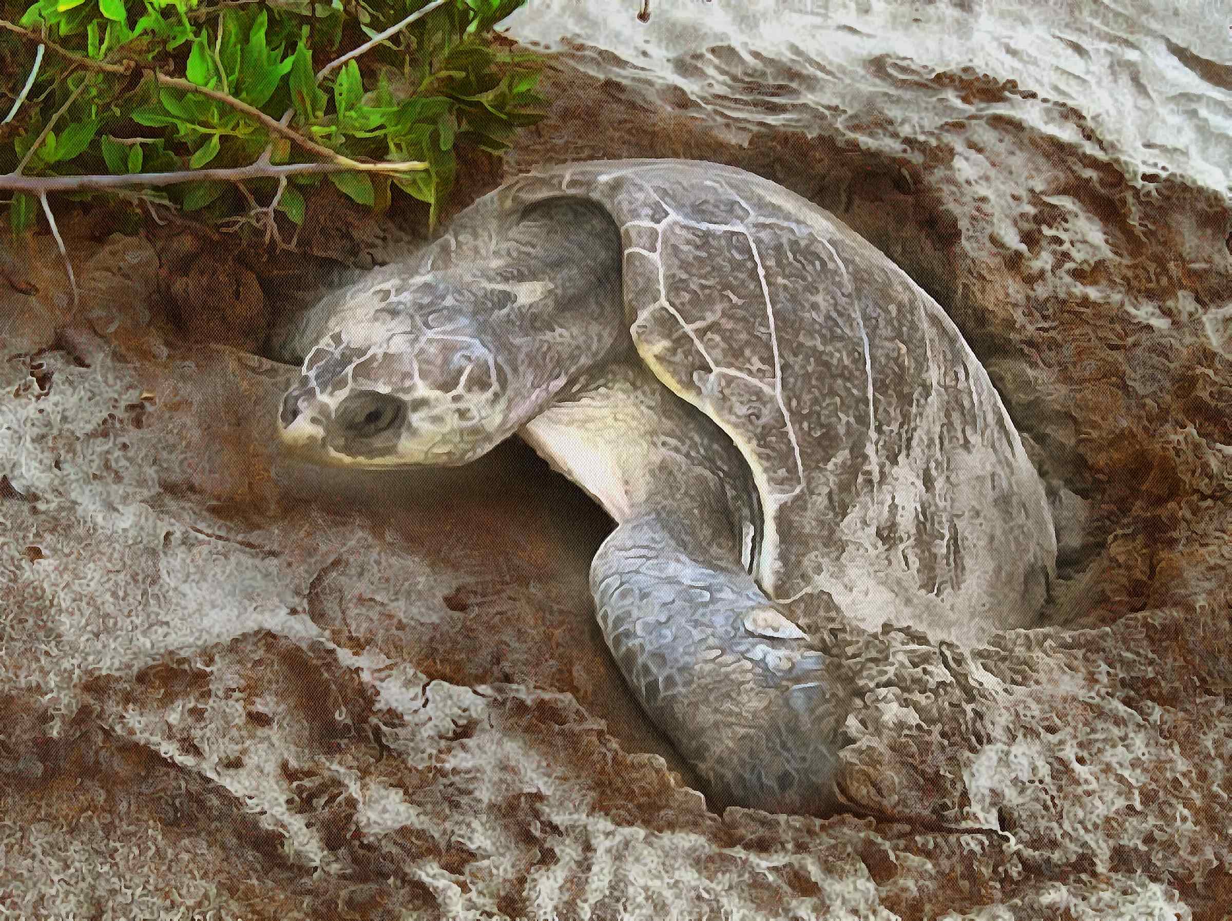 Tortoise And Turtle Free Stock Images 16