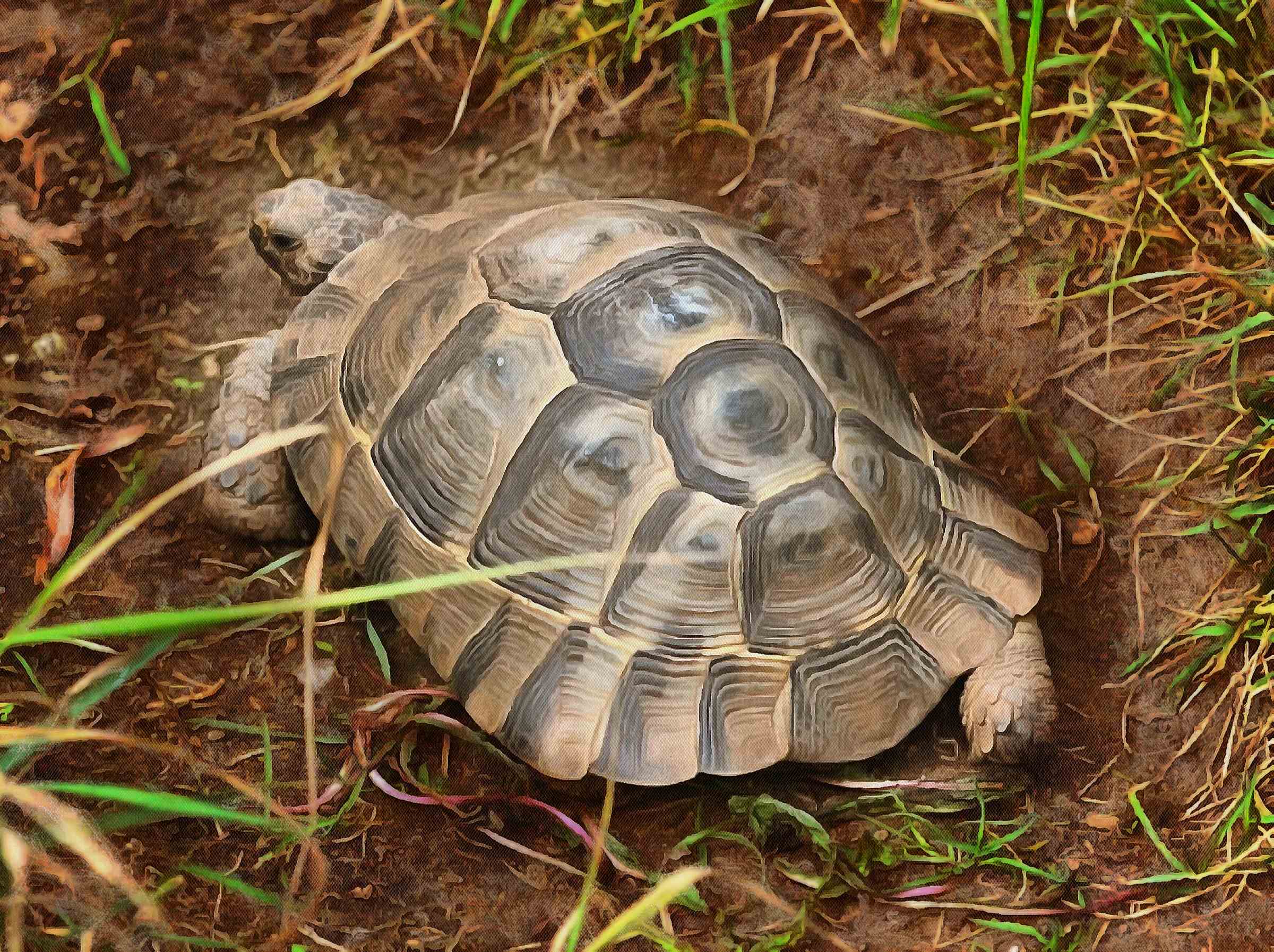 Leatherback, turtle, Turtle, Tortoise, Turtle free images,  – Turtle free images, Tortoise free , Turtle stock free images, Download free images turtles, tortoise free images, tortoise public domain images!