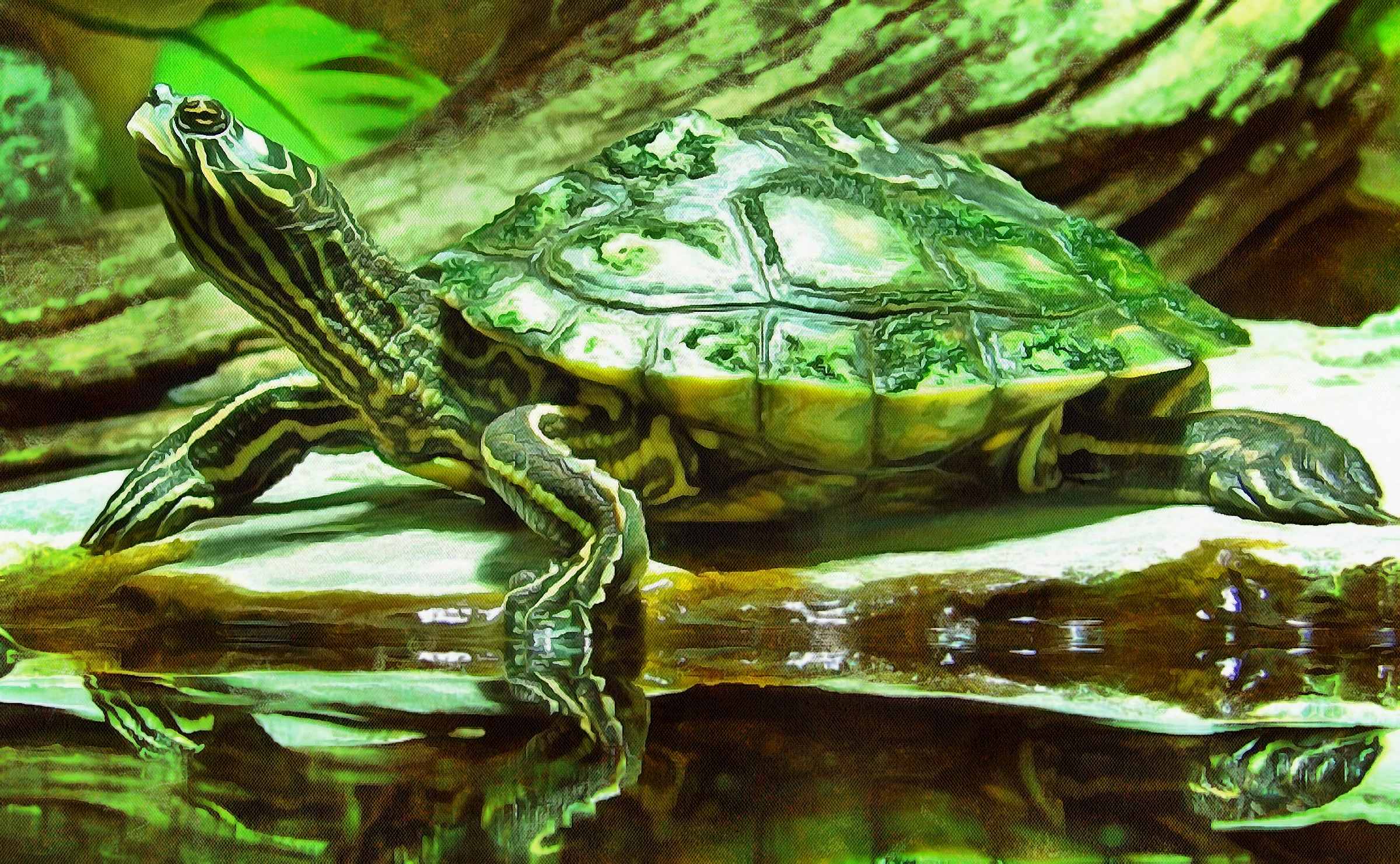 Turtle, Tortoise, Turtle free images,  – Tortoise free images, Tortoise free , Turtle stock free images, free images turtles, tortoise free , tortoise public domain images!