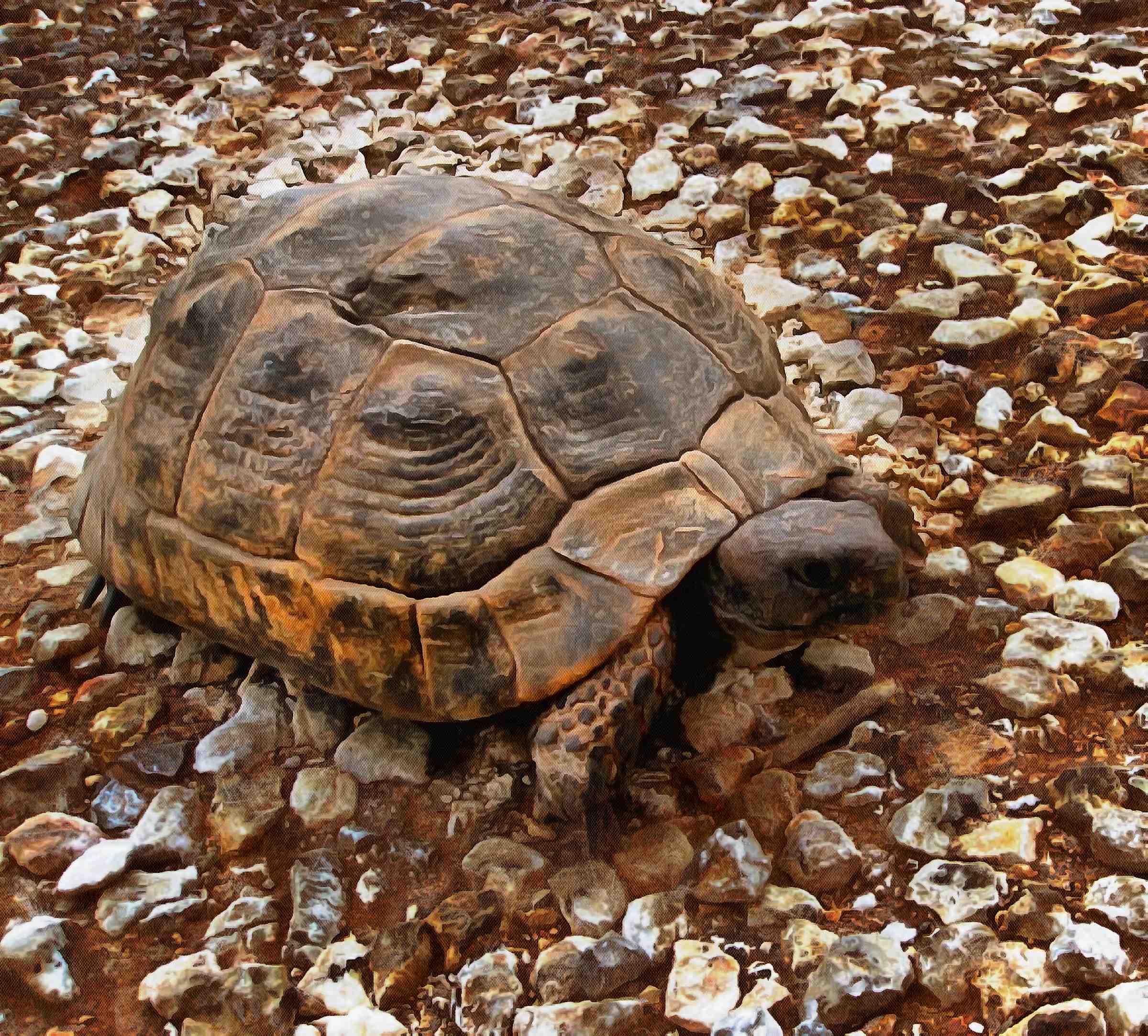 Tortoise, Turtle free images,  – Turtle public domain images, Tortoise free , Turtle stock free images, free images turtles, tortoise free , tortoise public domain images!