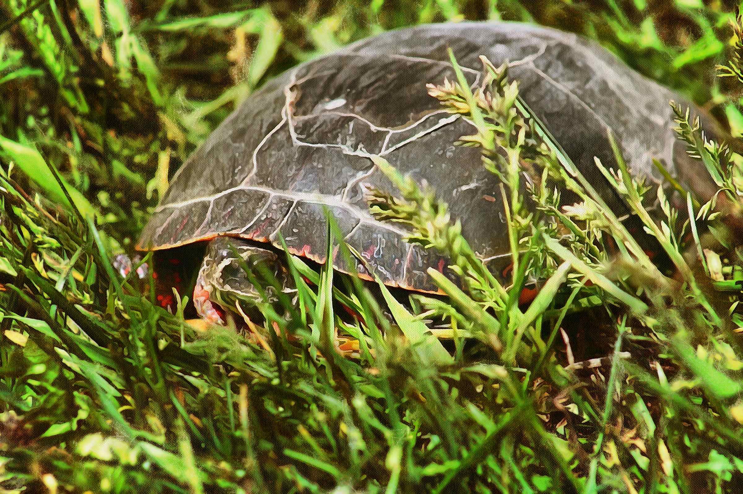 Tortoise, Turtle free images,  – Turtle public domain images, Tortoise free , Turtle stock free images, free images turtles, tortoise free , tortoise public domain images!