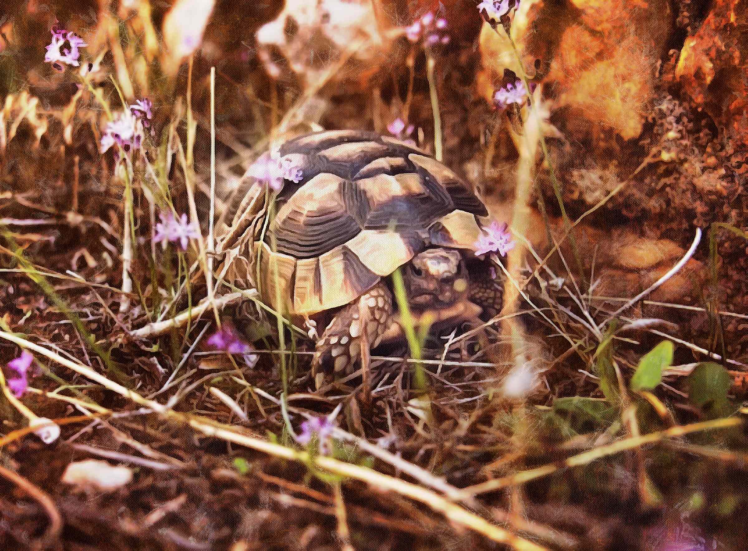 Tortoise, Turtle free images,  – Turtle public domain images, Tortoise free , Turtle stock free images, free images turtles, tortoise free , tortoise public domain images!