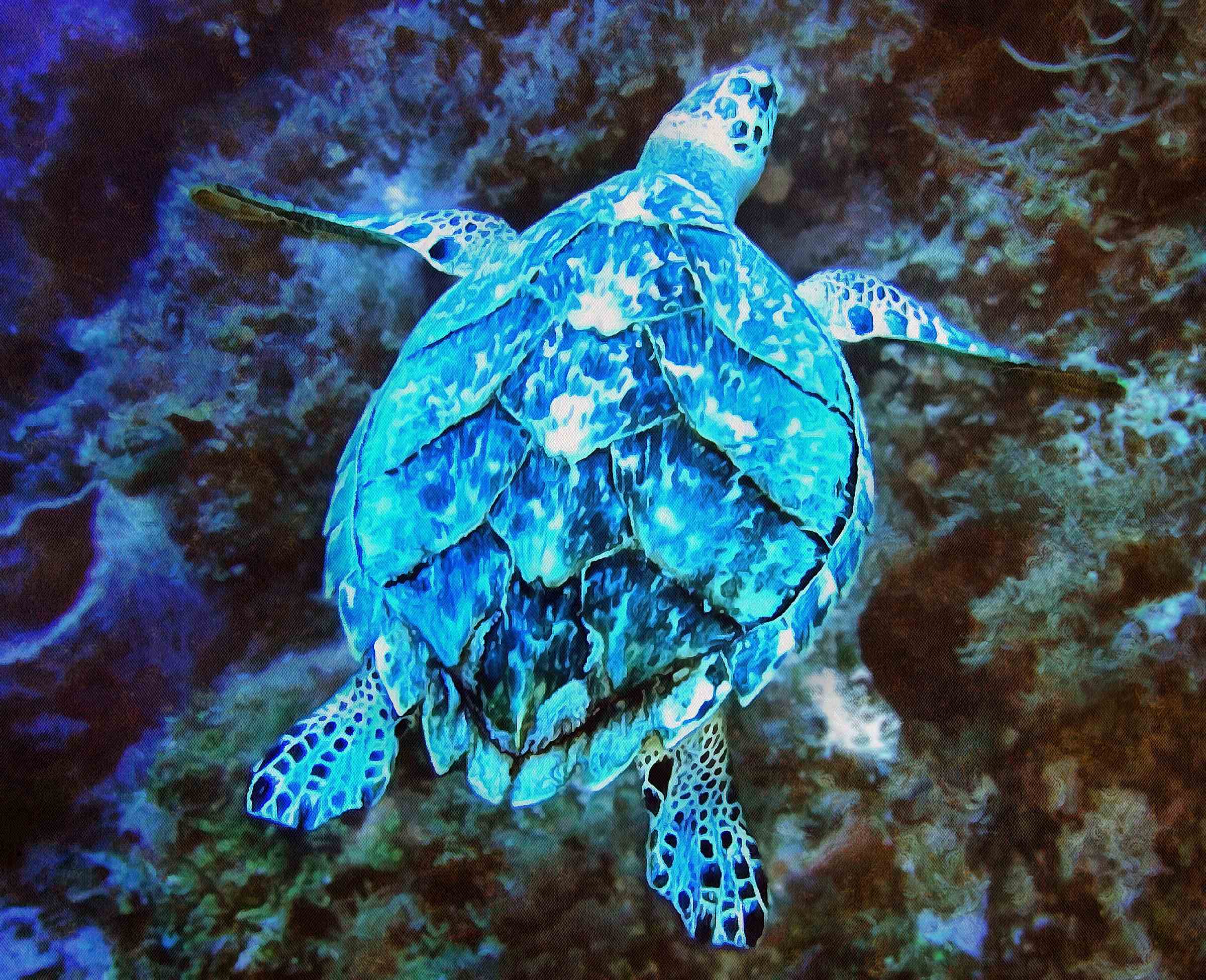 Tortoise, Turtle free images,  – Turtle public domain images, Tortoise free , Turtle stock free images, free images turtles, tortoise free , tortoise public domain images!