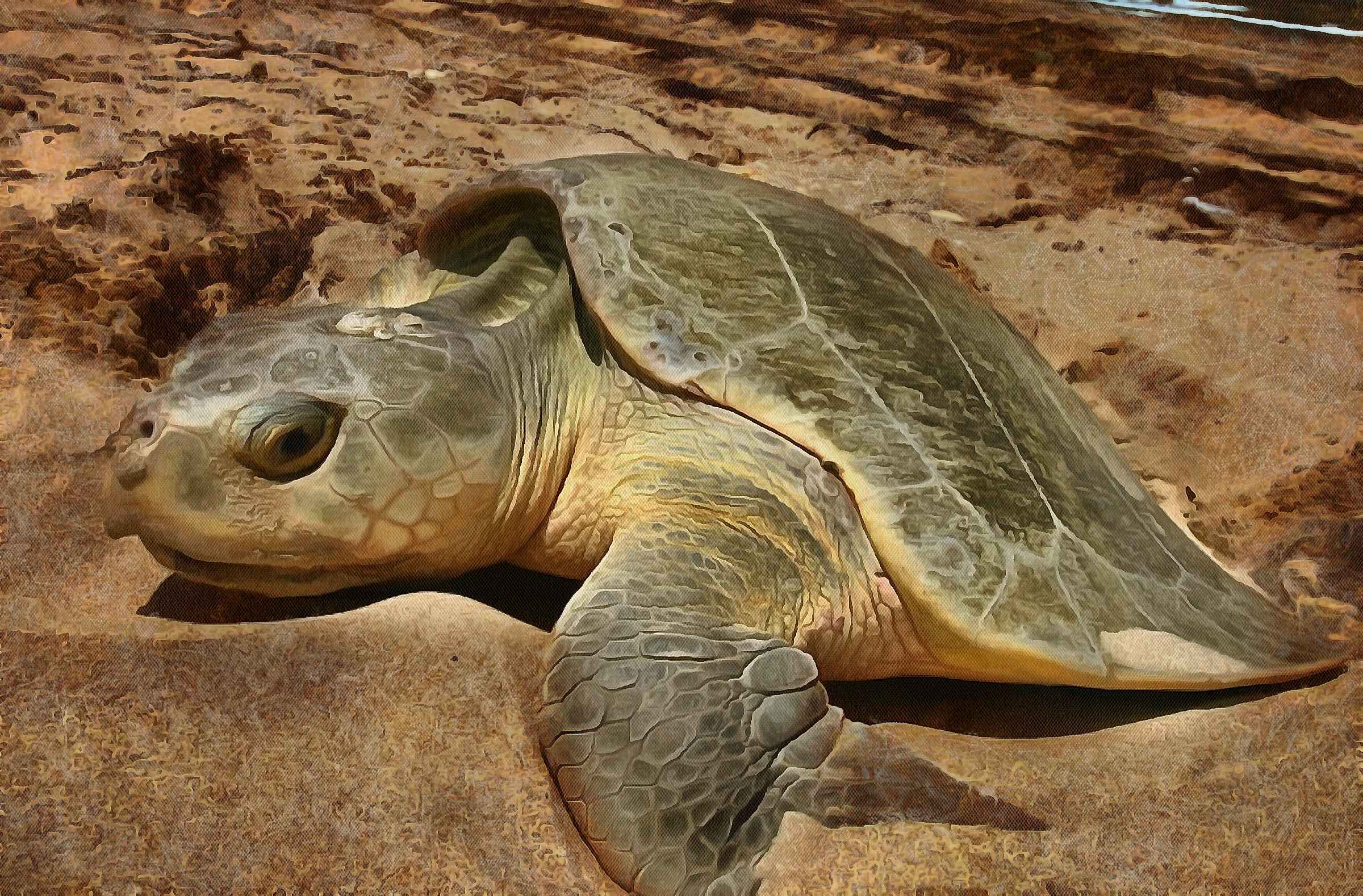 Tortoise, Turtle free images,  – Turtle public domain images, Tortoise free , Turtle stock free images, free images turtles, tortoise free , tortoise public domain images!