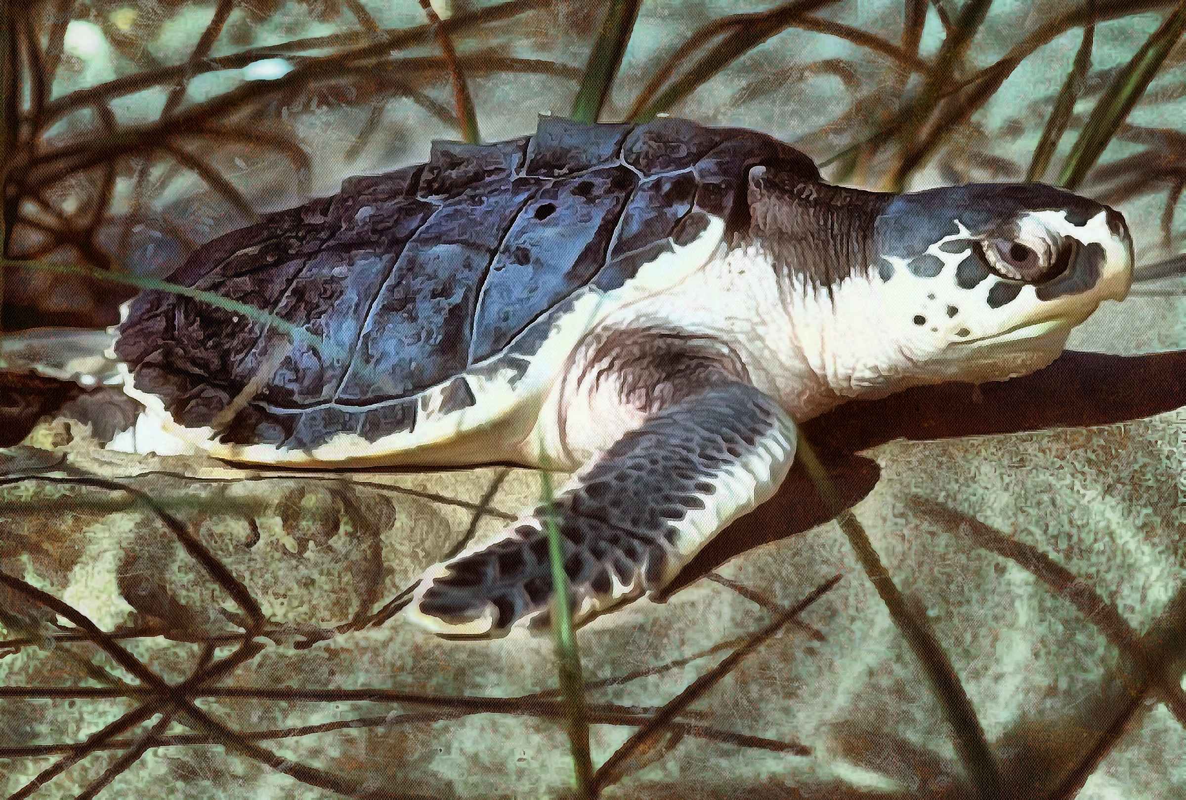 Tortoise, Turtle free images,  – Turtle public domain images, Tortoise free , Turtle stock free images, free images turtles, tortoise free , tortoise public domain images!