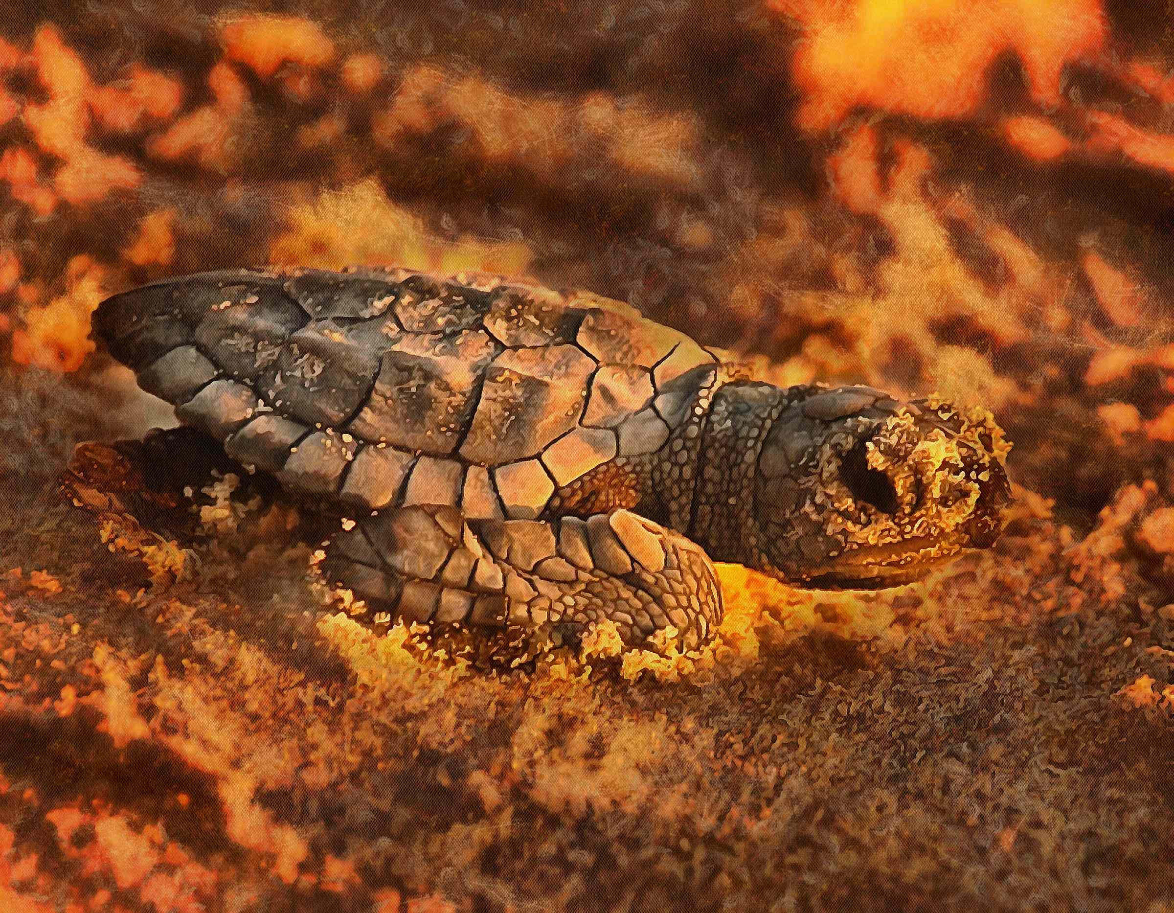 Tortoise, Turtle free images,  – Turtle public domain images, Tortoise free , Turtle stock free images, free images turtles, tortoise free , tortoise public domain images!