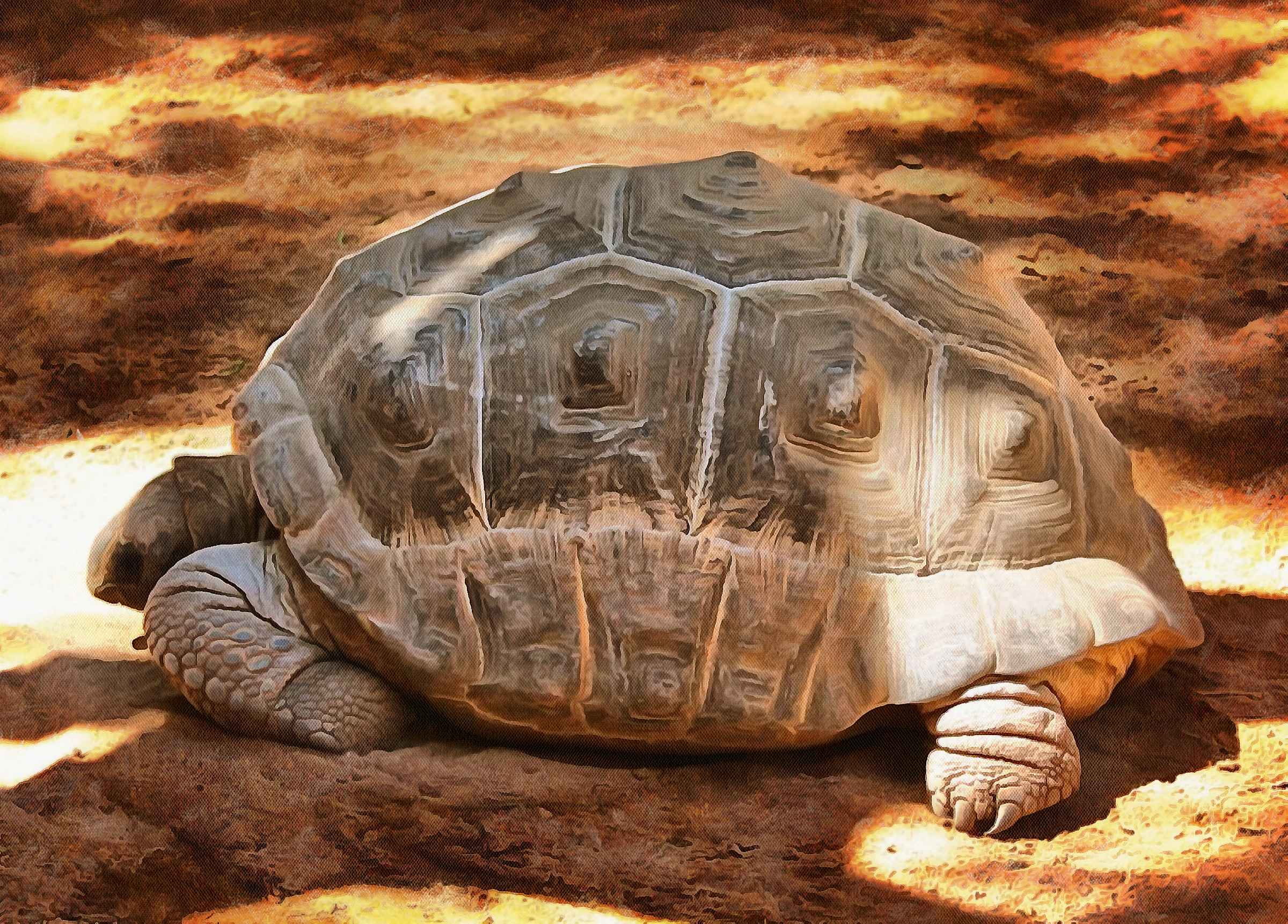 Tortoise, Turtle free images,  – Turtle public domain images, Tortoise free , Turtle stock free images, free images turtles, tortoise free , tortoise public domain images!