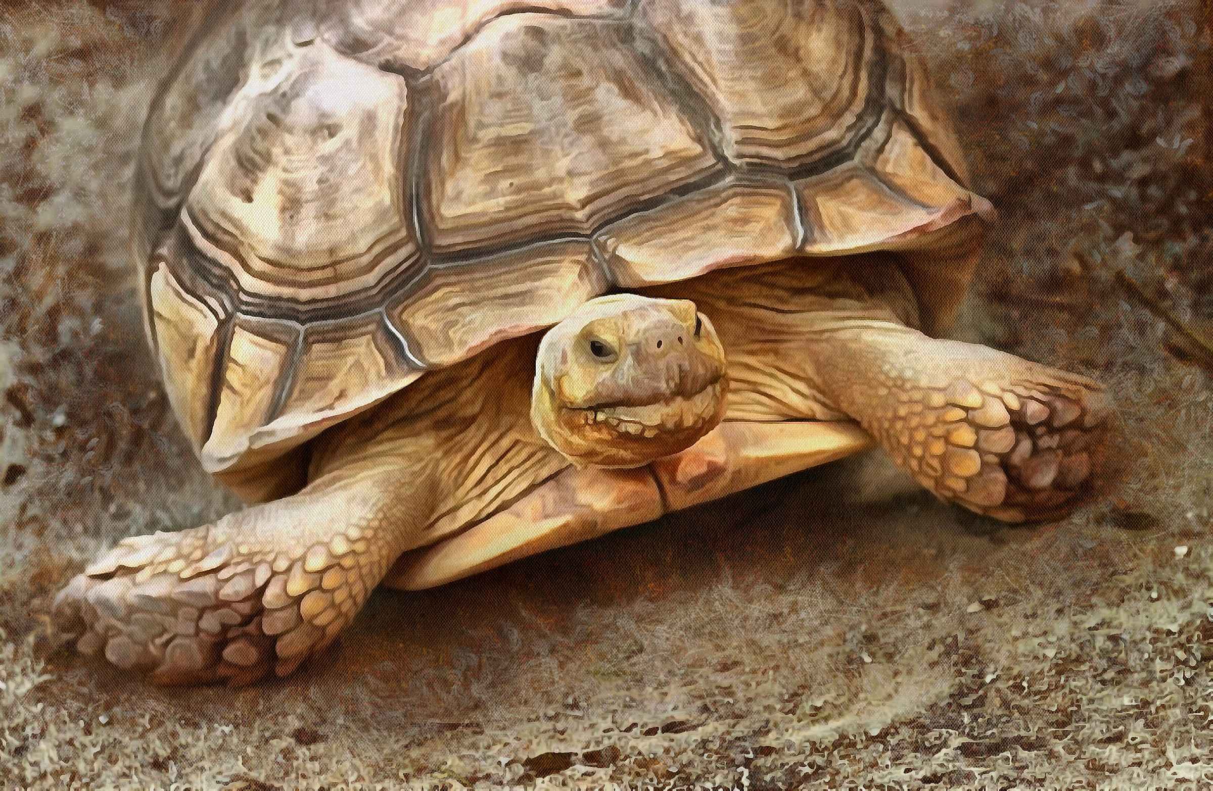 Tortoise, Turtle free images,  – Turtle public domain images, Tortoise free , Turtle stock free images, free images turtles, tortoise free , tortoise public domain images!