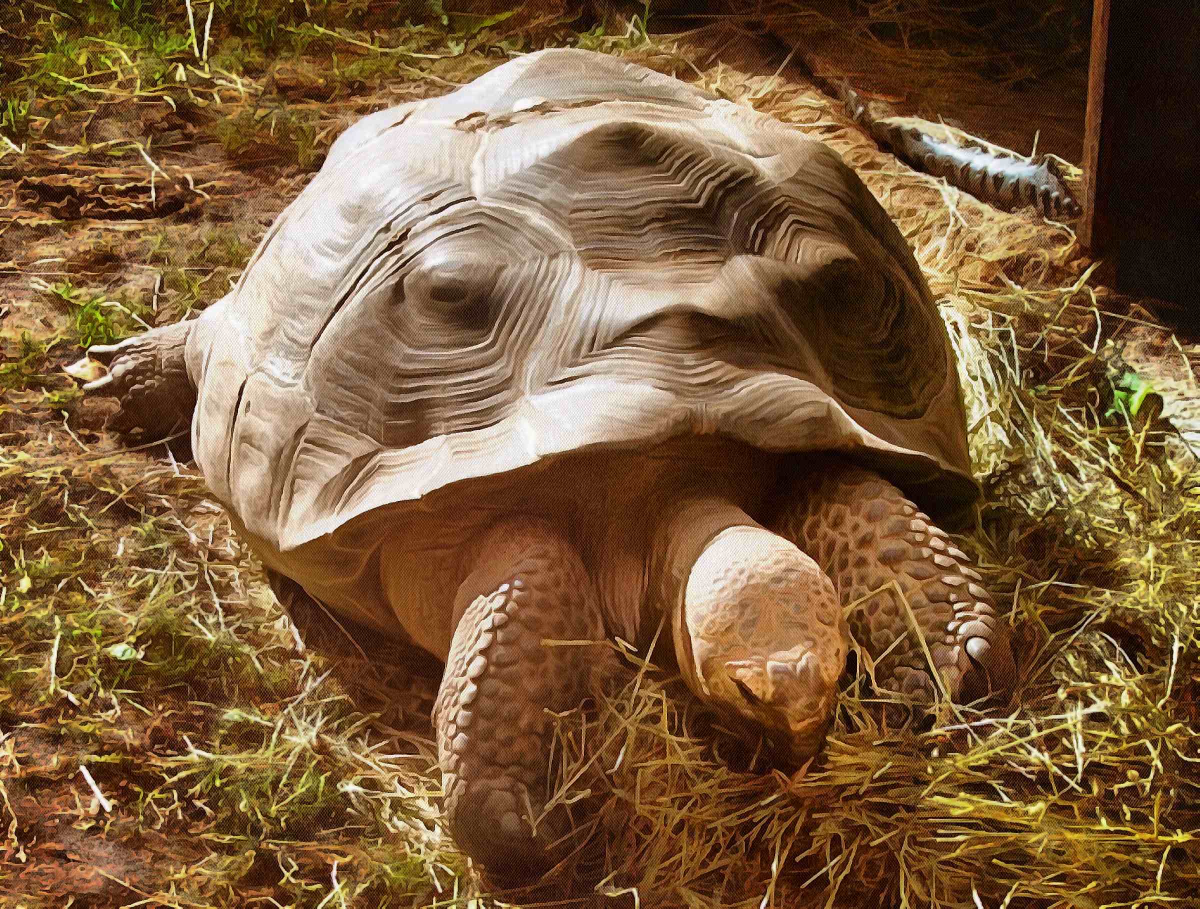 Tortoise, Turtle free images,  – Turtle public domain images, Tortoise free , Turtle stock free images, free images turtles, tortoise free , tortoise public domain images!