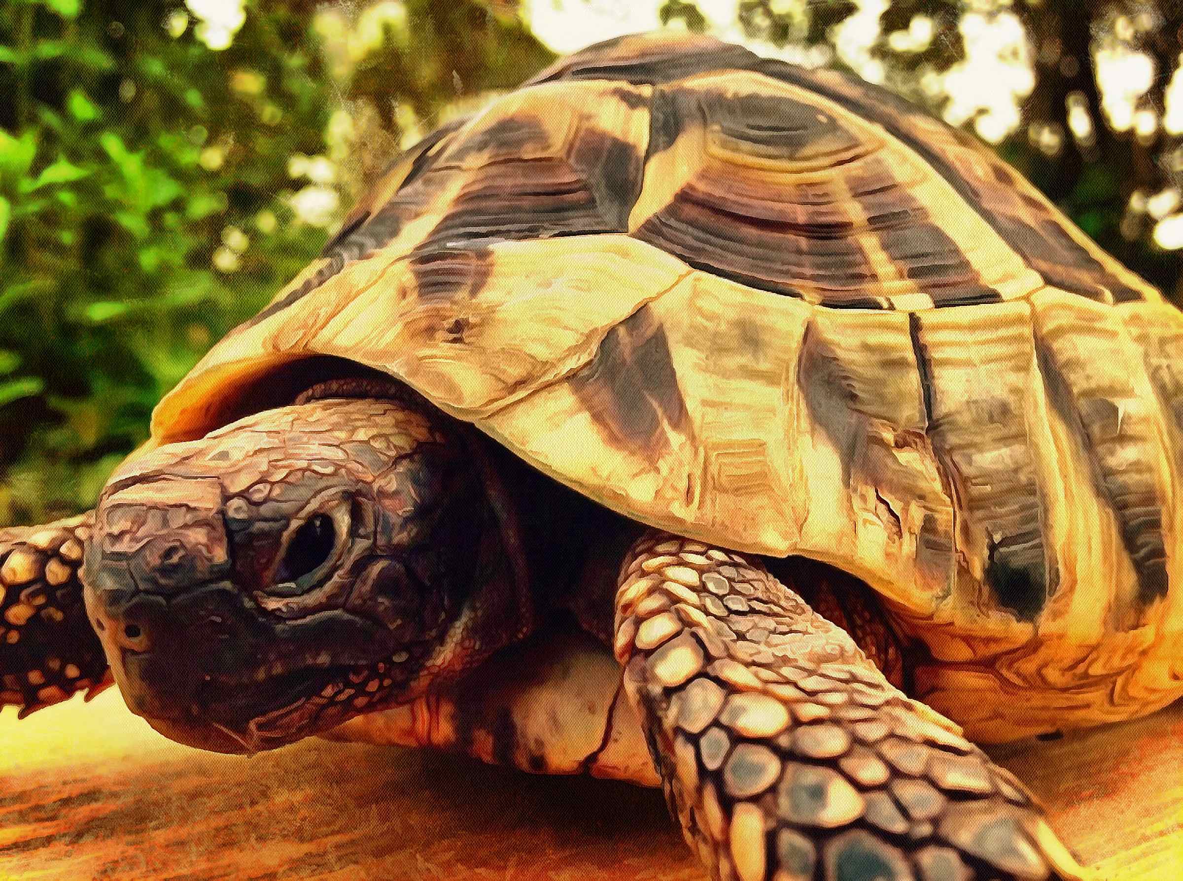 Tortoise, Turtle free images,  – Turtle public domain images, Tortoise free , Turtle stock free images, free images turtles, tortoise free , tortoise public domain images!