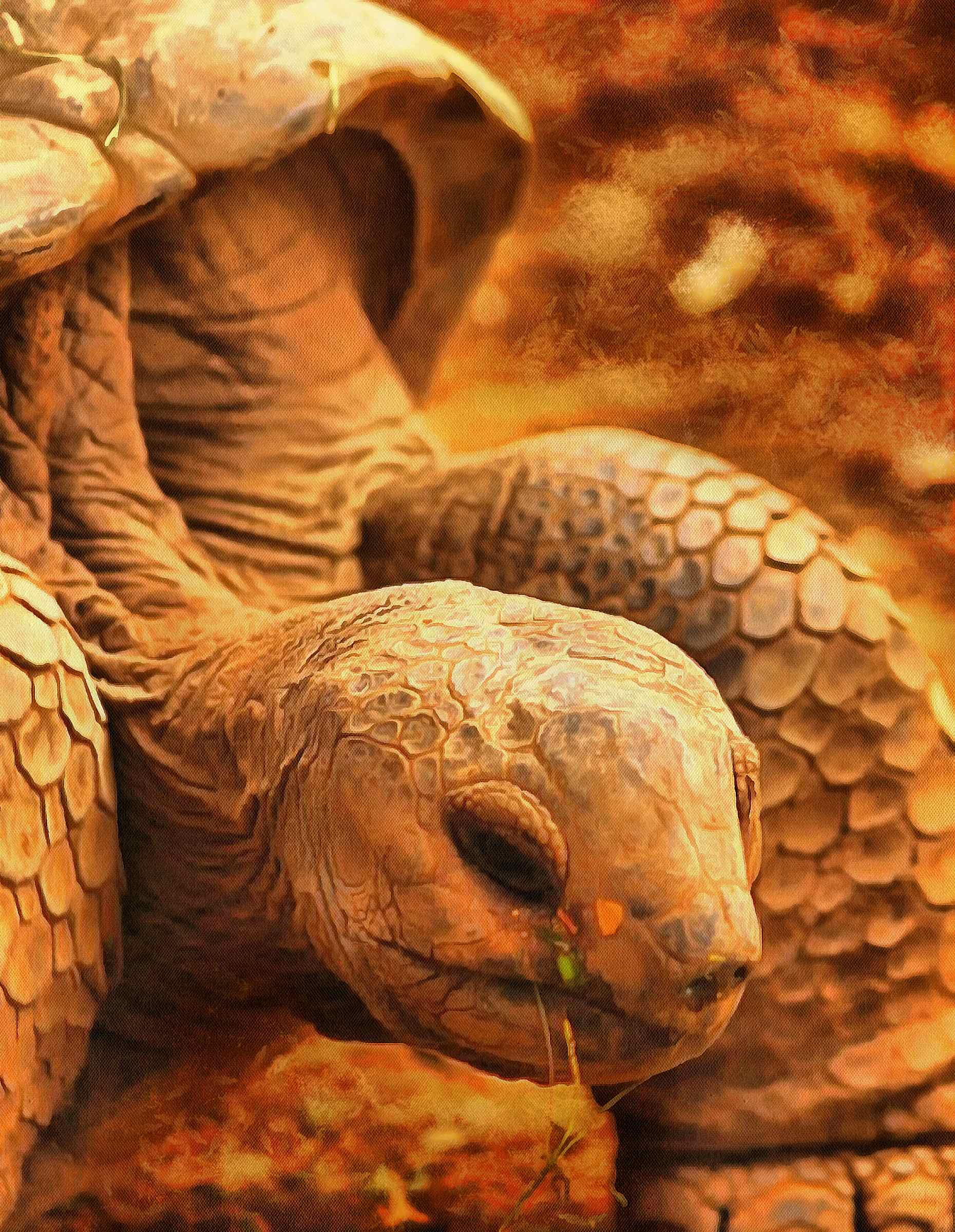 Tortoise, Turtle free images,  – Turtle public domain images, Tortoise free , Turtle stock free images, free images turtles, tortoise free , tortoise public domain images!