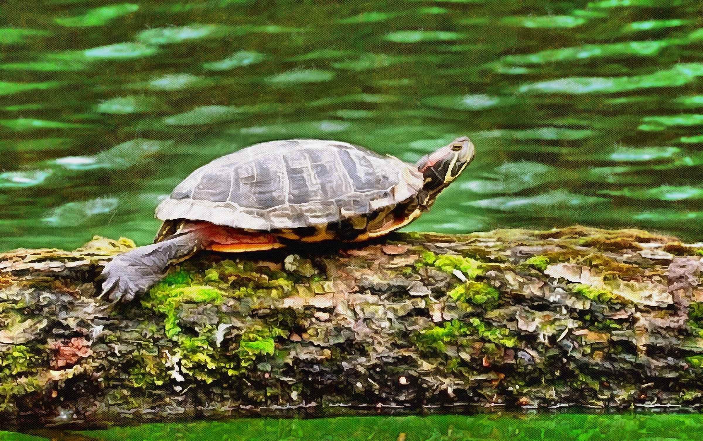 Tortoise, Turtle free images,  – Turtle public domain images, Tortoise free , Turtle stock free images, free images turtles, tortoise free , tortoise public domain images!