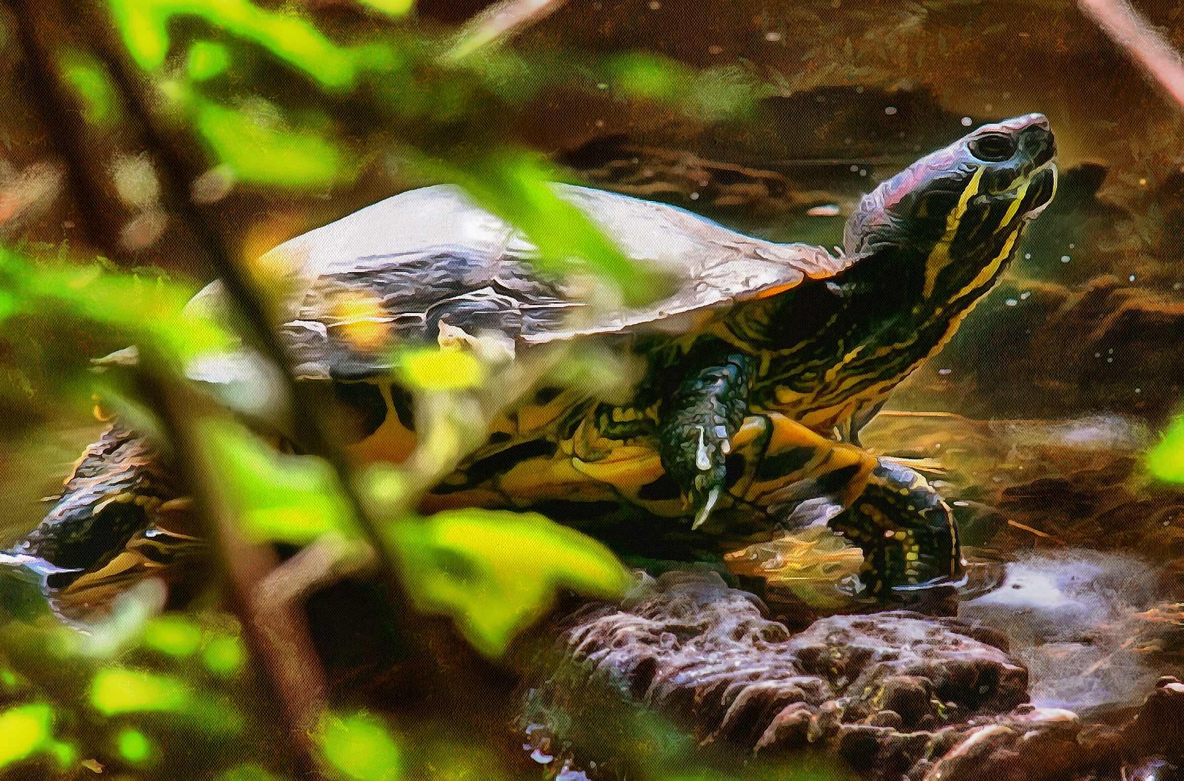 Tortoise, Turtle free images,  – Turtle public domain images, Tortoise free , Turtle stock free images, free images turtles, tortoise free , tortoise public domain images!