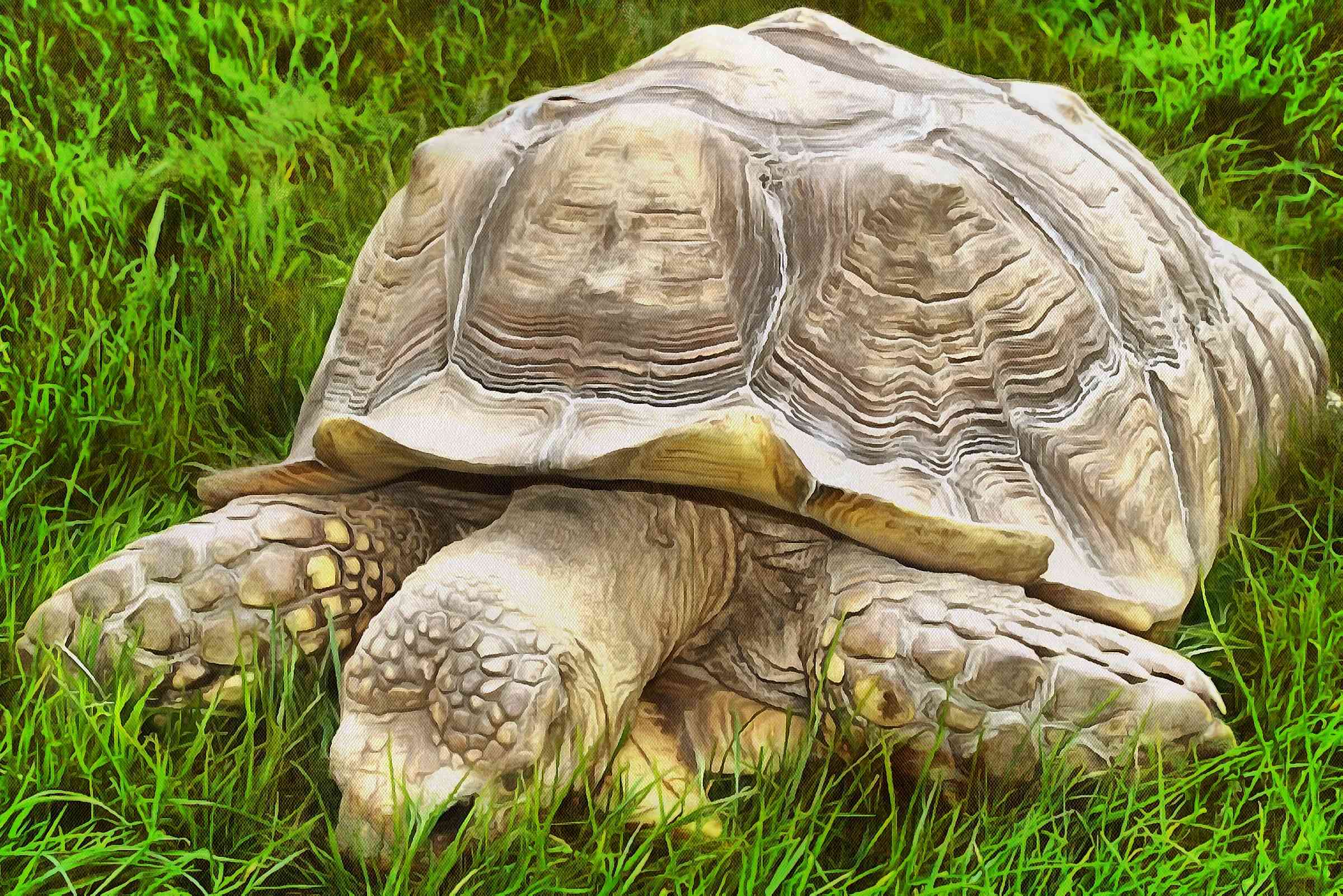 Free Tortoise images, Turtle free images,  – Turtle public domain images, Tortoise free , Turtle stock free images, free images turtles, tortoise public domain images!