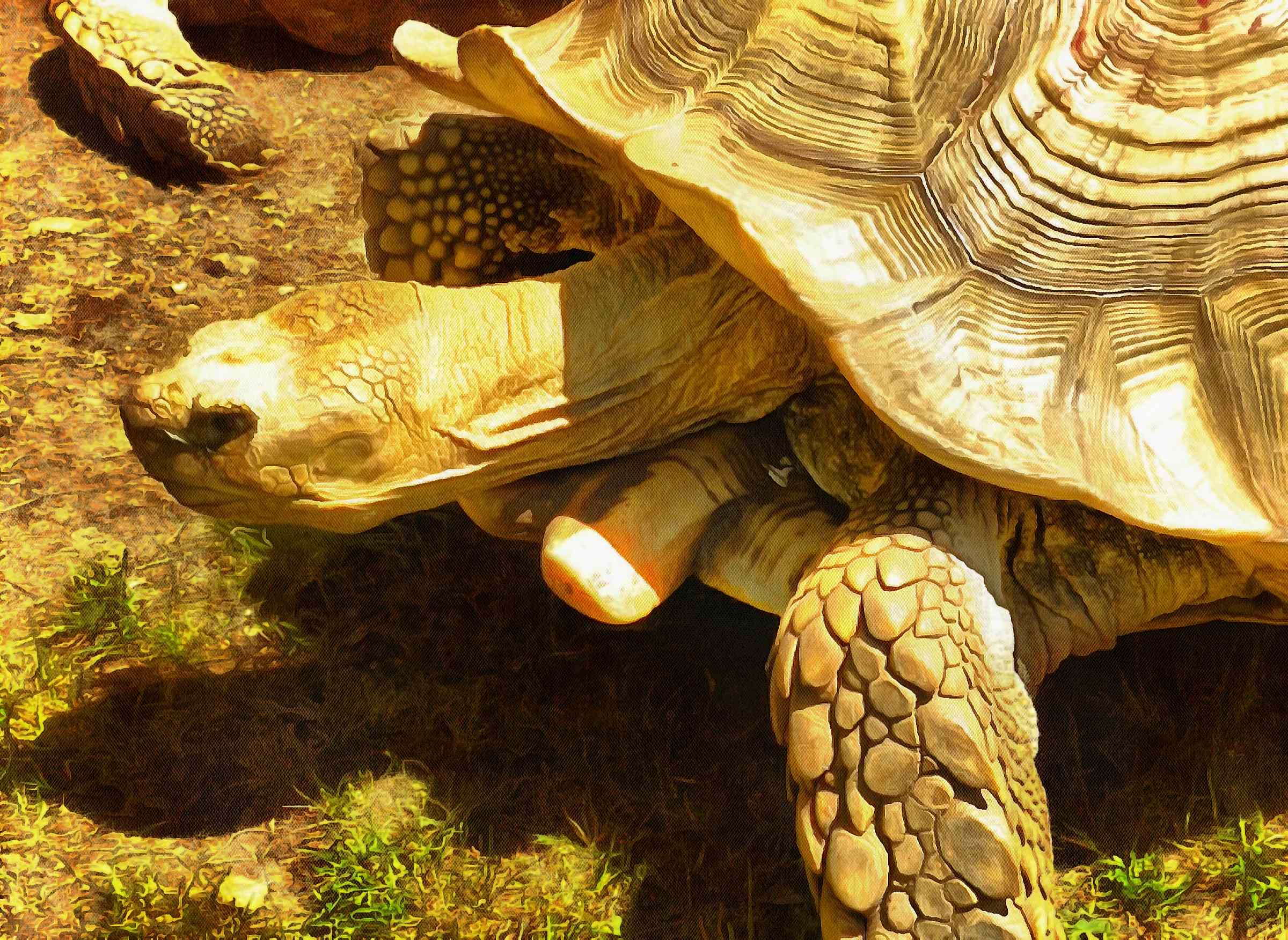 Free Tortoise images, Turtle free images,  – Turtle public domain images, Tortoise free , Turtle stock free images, free images turtles, tortoise public domain images!