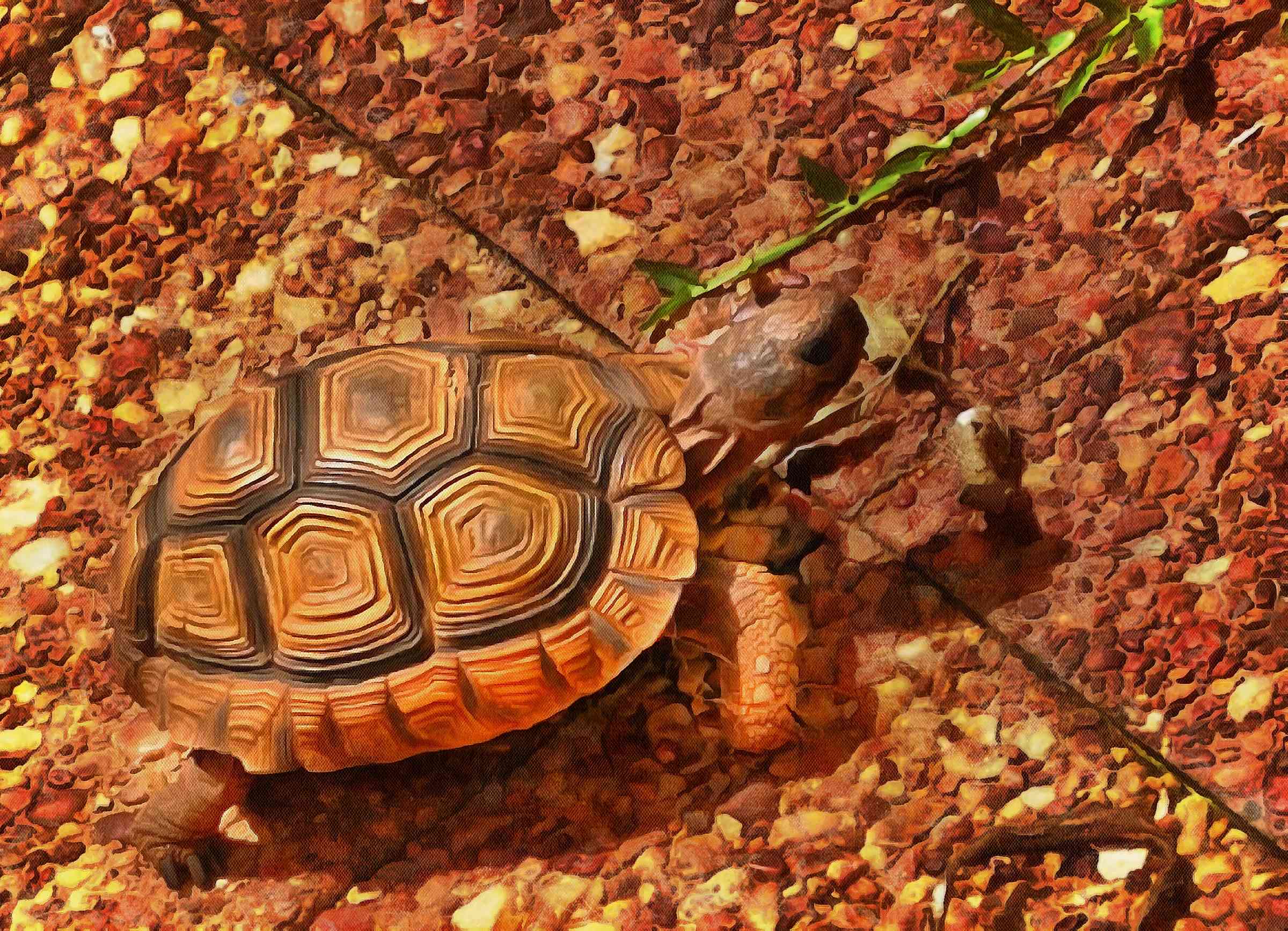 Free Tortoise images, Turtle free images,  –  Turtle stock free images, free images turtles, tortoise public domain images, Turtle public domain images, Tortoise free ,!