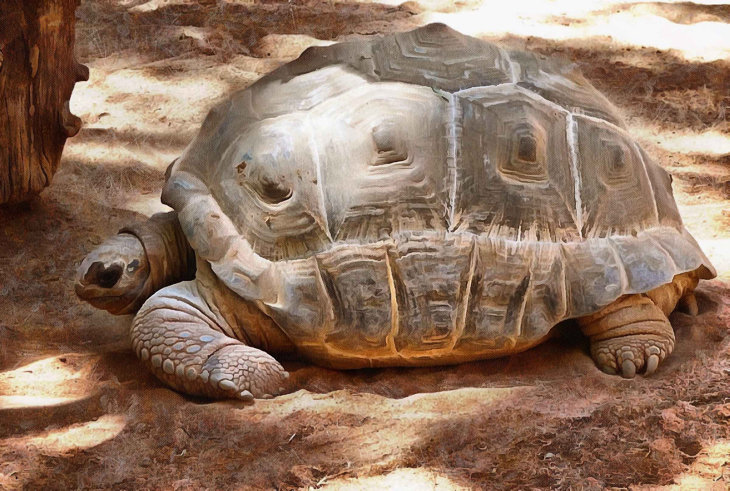 Free Tortoise images, Turtle free images,  –  Turtle stock free images, free images turtles, tortoise public domain images, Turtle public domain images, Tortoise free ,!