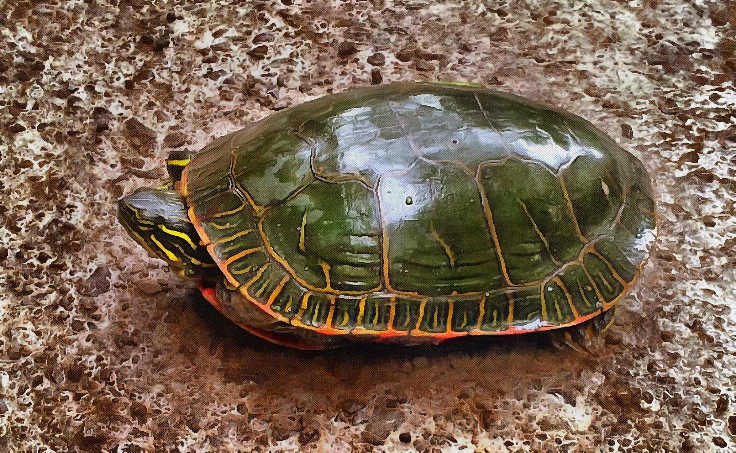 Free Tortoise images, Turtle free images,  –  Turtle stock free images, free images turtles, tortoise public domain images, Turtle public domain images, Tortoise free ,!