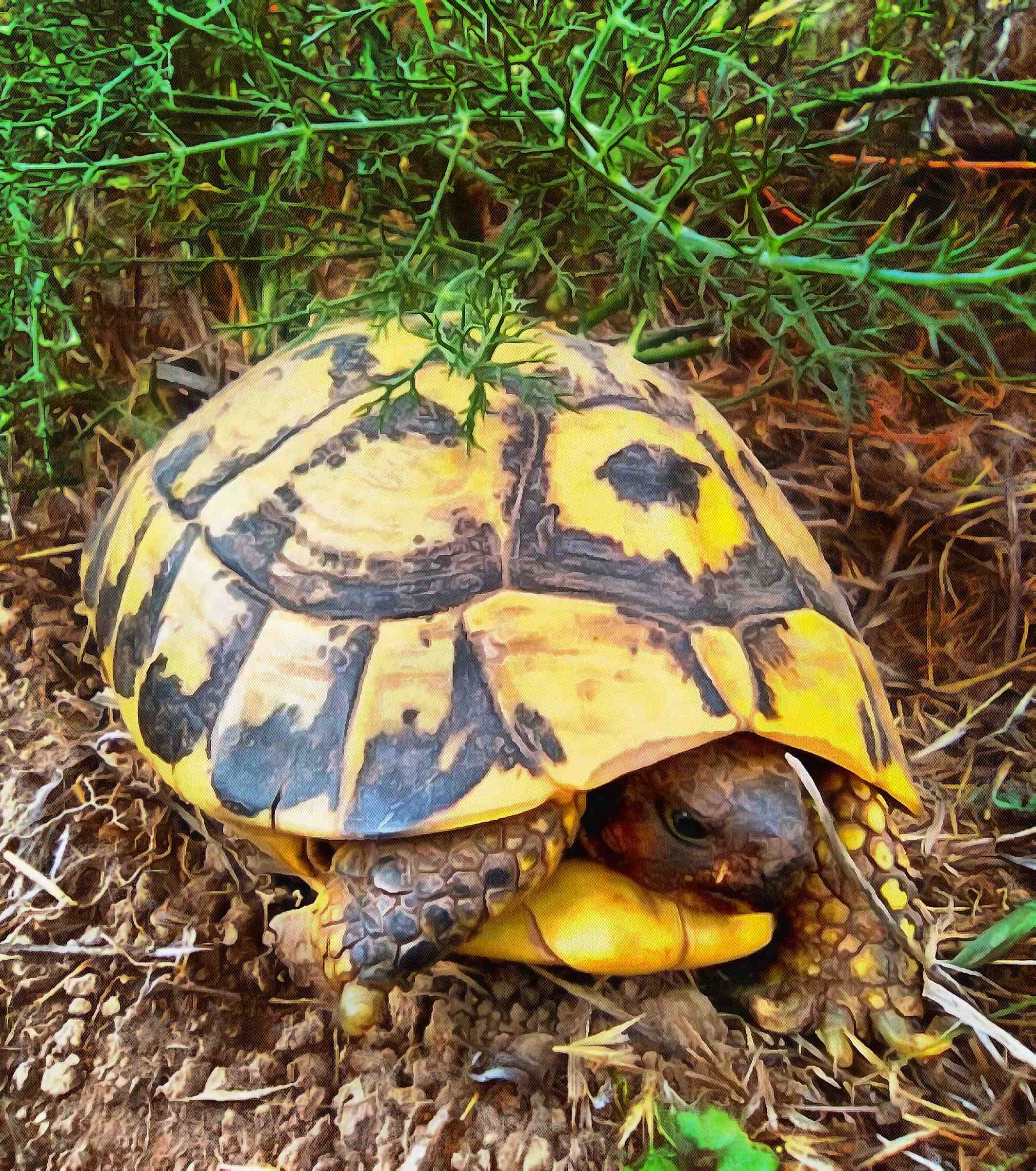 Free Tortoise images, Turtle free images,  –  Turtle stock free images, free images turtles, tortoise public domain images, Turtle public domain images, Tortoise free ,!