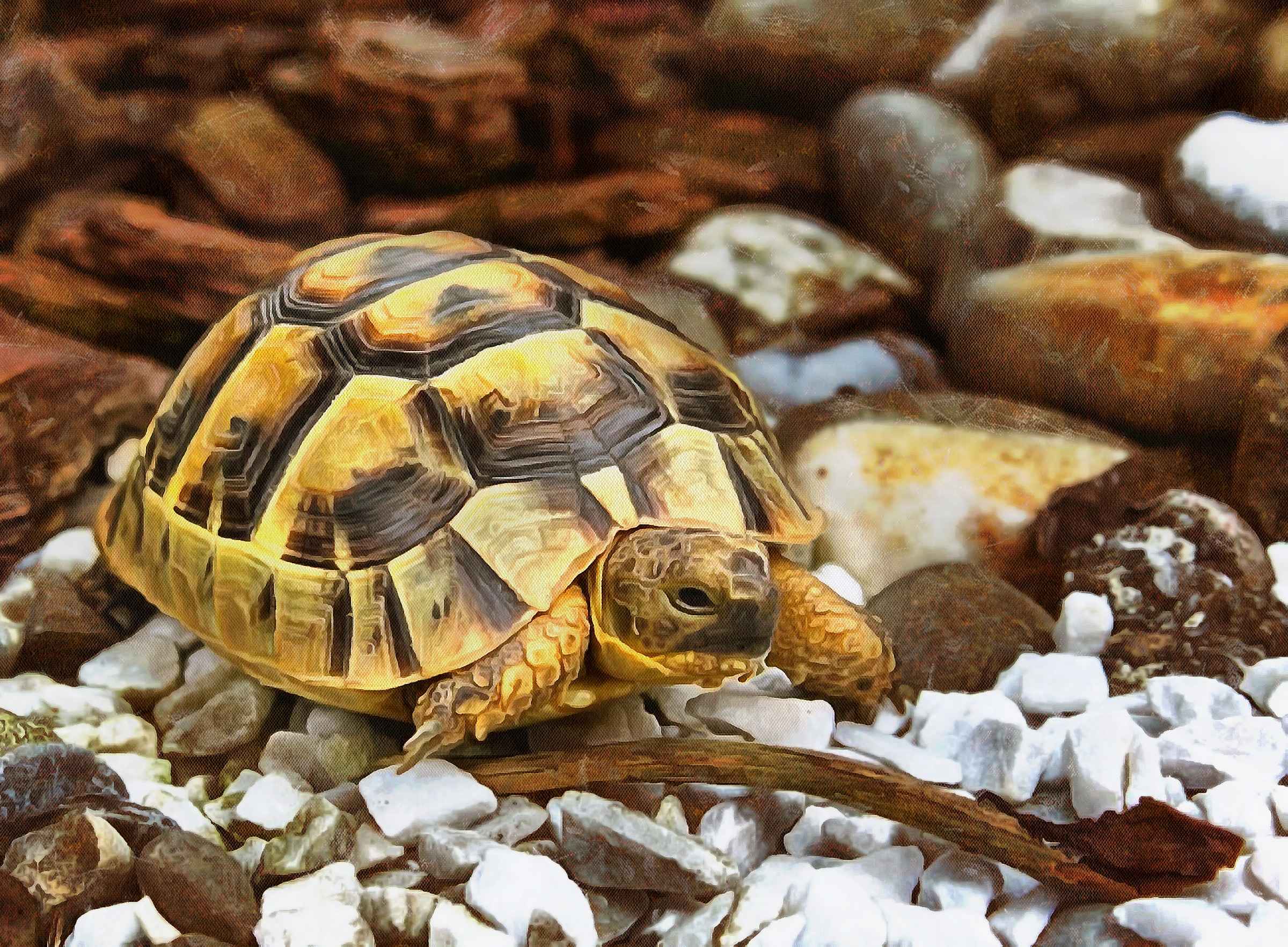 Free Tortoise images, Turtle free images,  –  Turtle stock free images, free images turtles, tortoise public domain images, Turtle public domain images, Tortoise free ,!