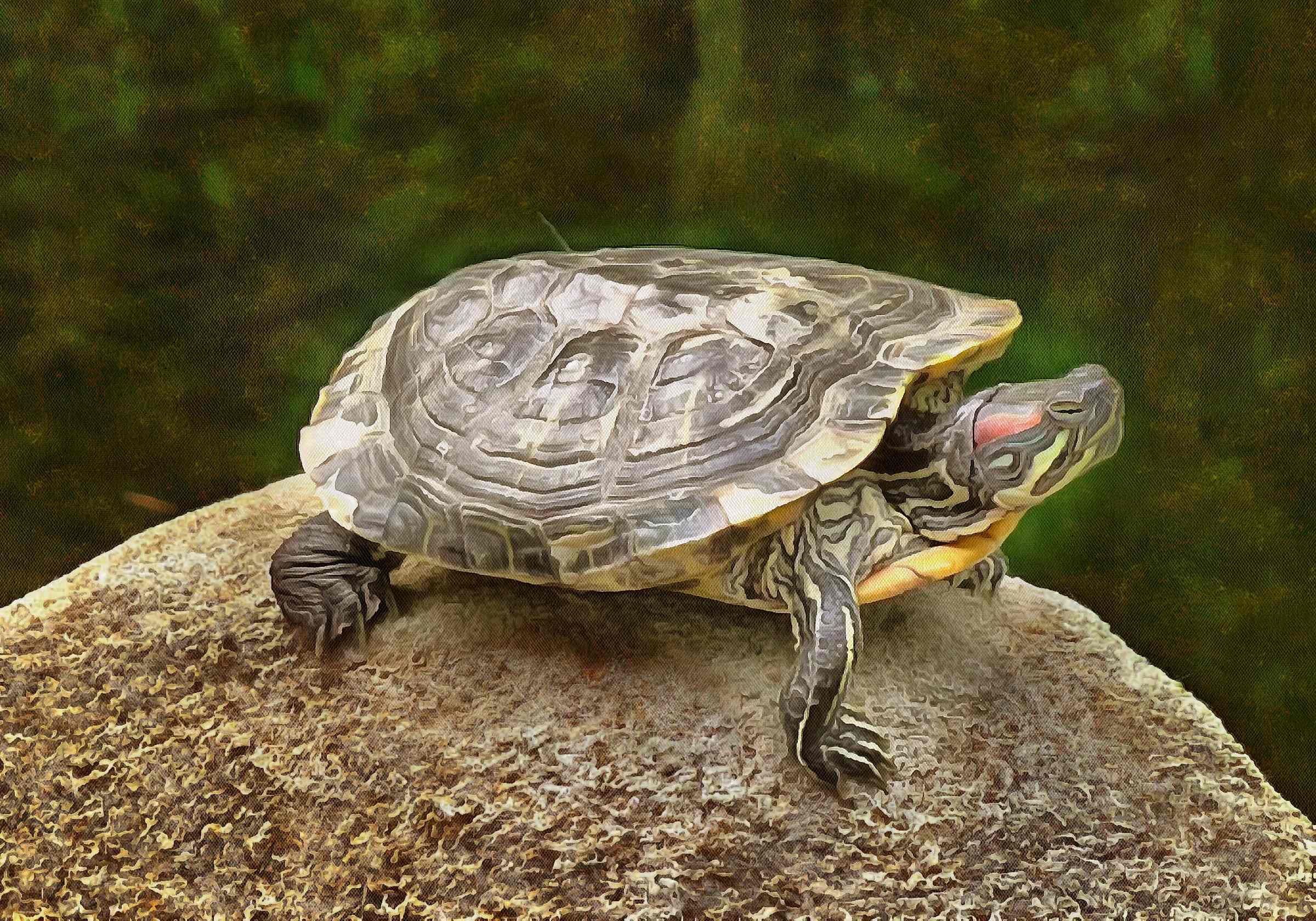 Free Tortoise images, Turtle free images,  –  Turtle stock free images, free images turtles, tortoise public domain images, Turtle public domain images, Tortoise free ,!