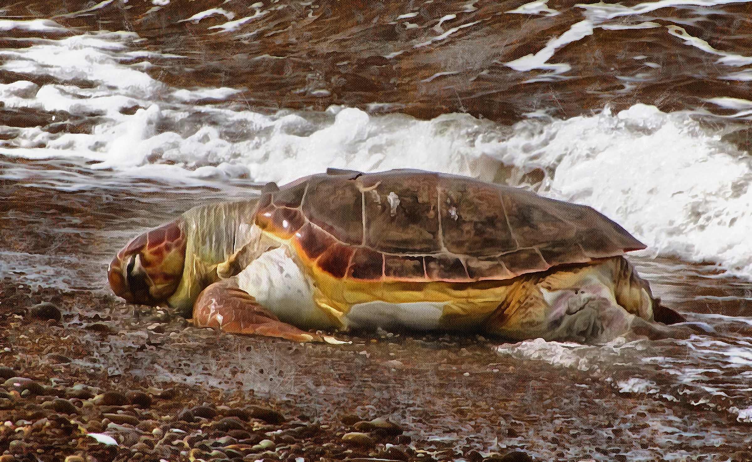 Free Tortoise images, Turtle free images,  –  Turtle stock free images, free images turtles, tortoise public domain images, Turtle public domain images, Tortoise free ,!