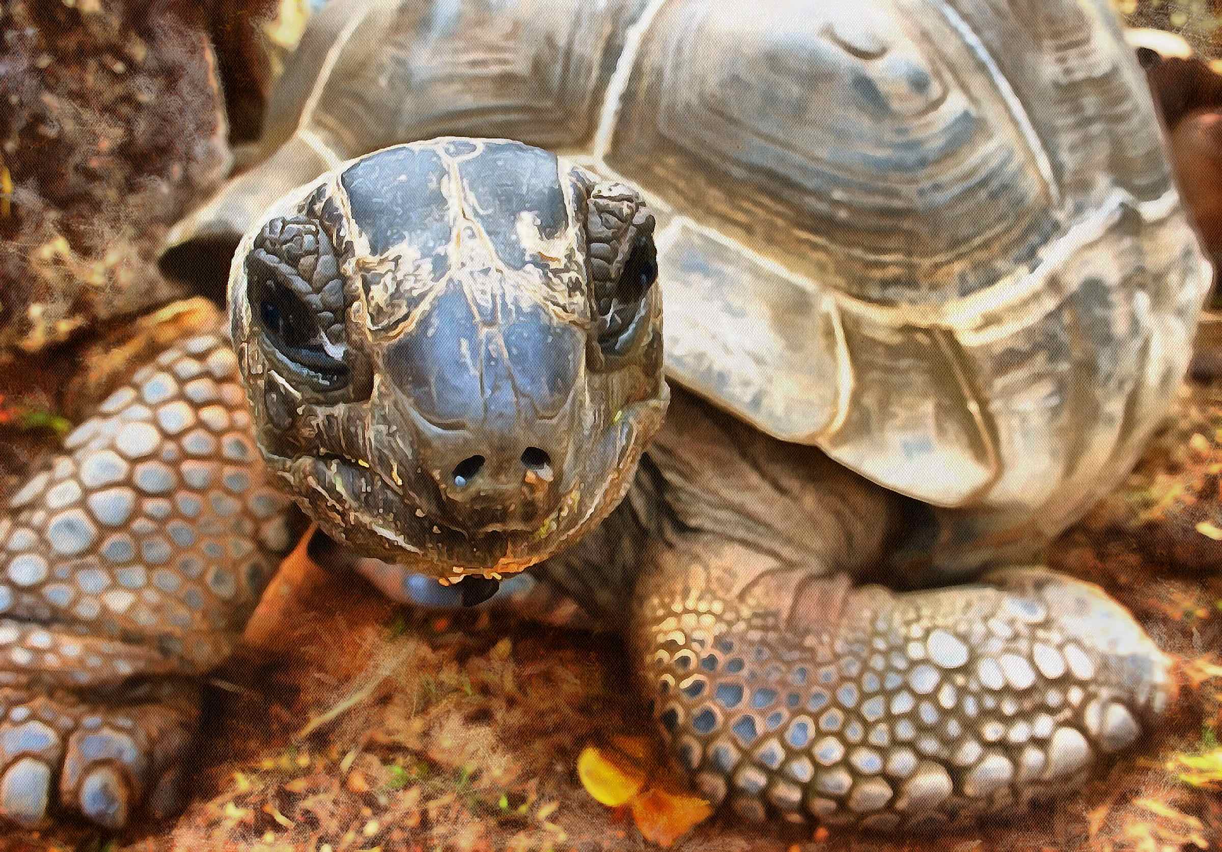 Free Tortoise images, Turtle free images,  –  Turtle stock free images, free images turtles, tortoise public domain images, Turtle public domain images, Tortoise free ,!