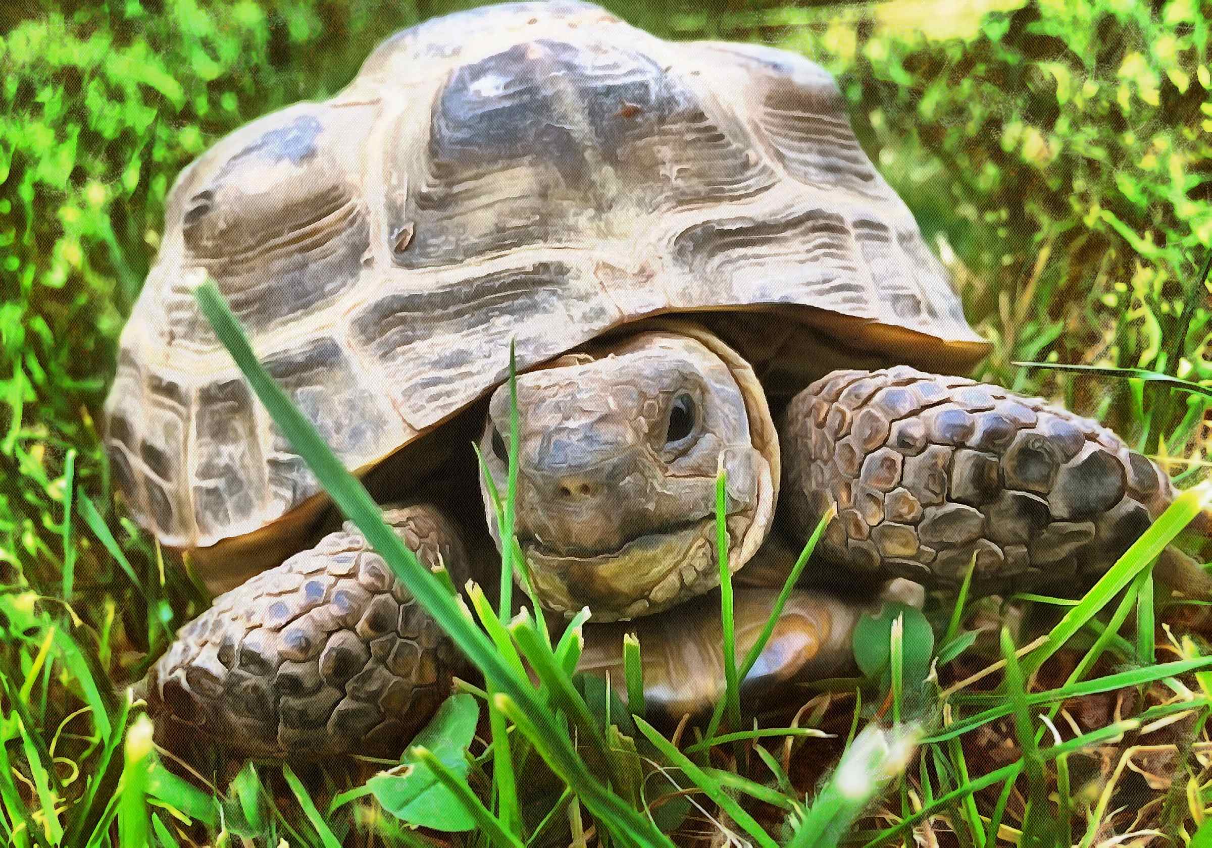 Turtle free images, Free Tortoise images, – free images turtles, tortoise public domain images, Turtle public domain images, Tortoise free!