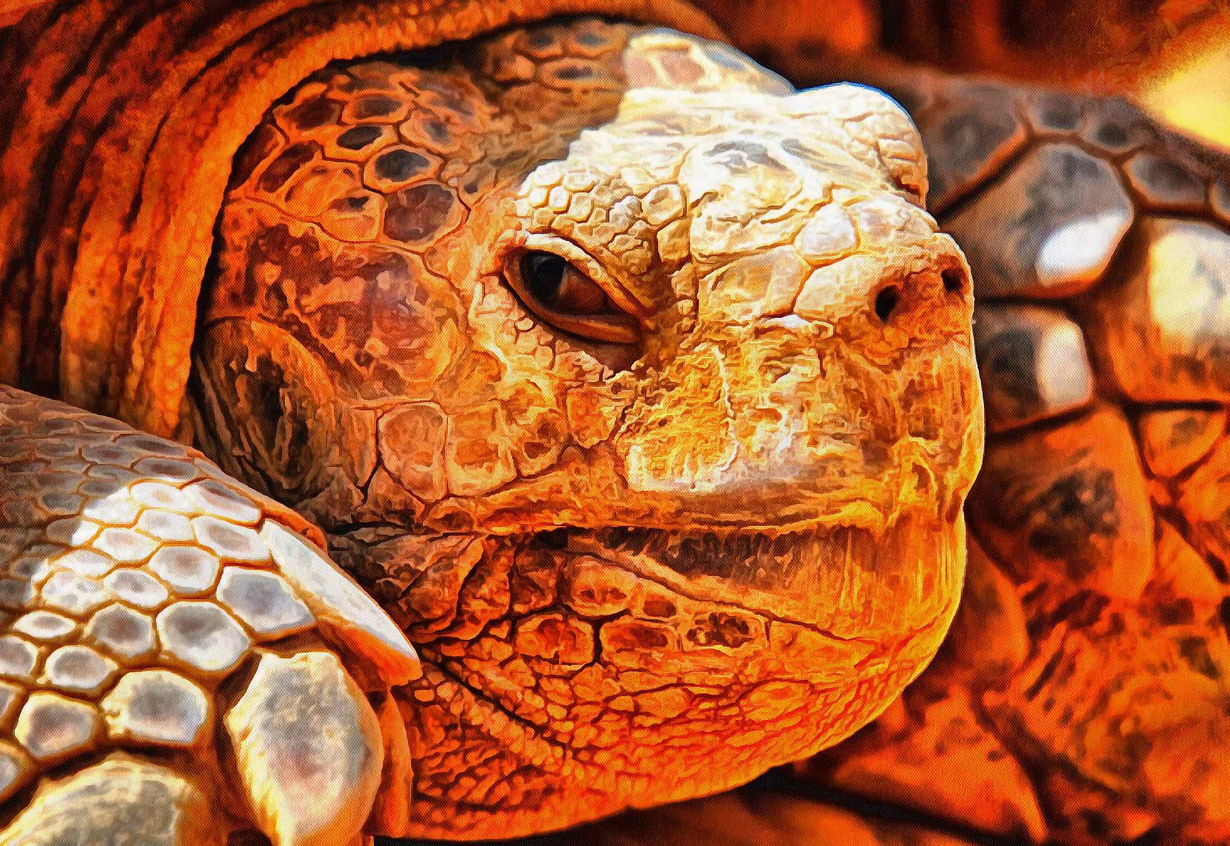 Turtle free images, Free Tortoise images, – free images turtles, tortoise public domain images, Turtle public domain images, Tortoise free!