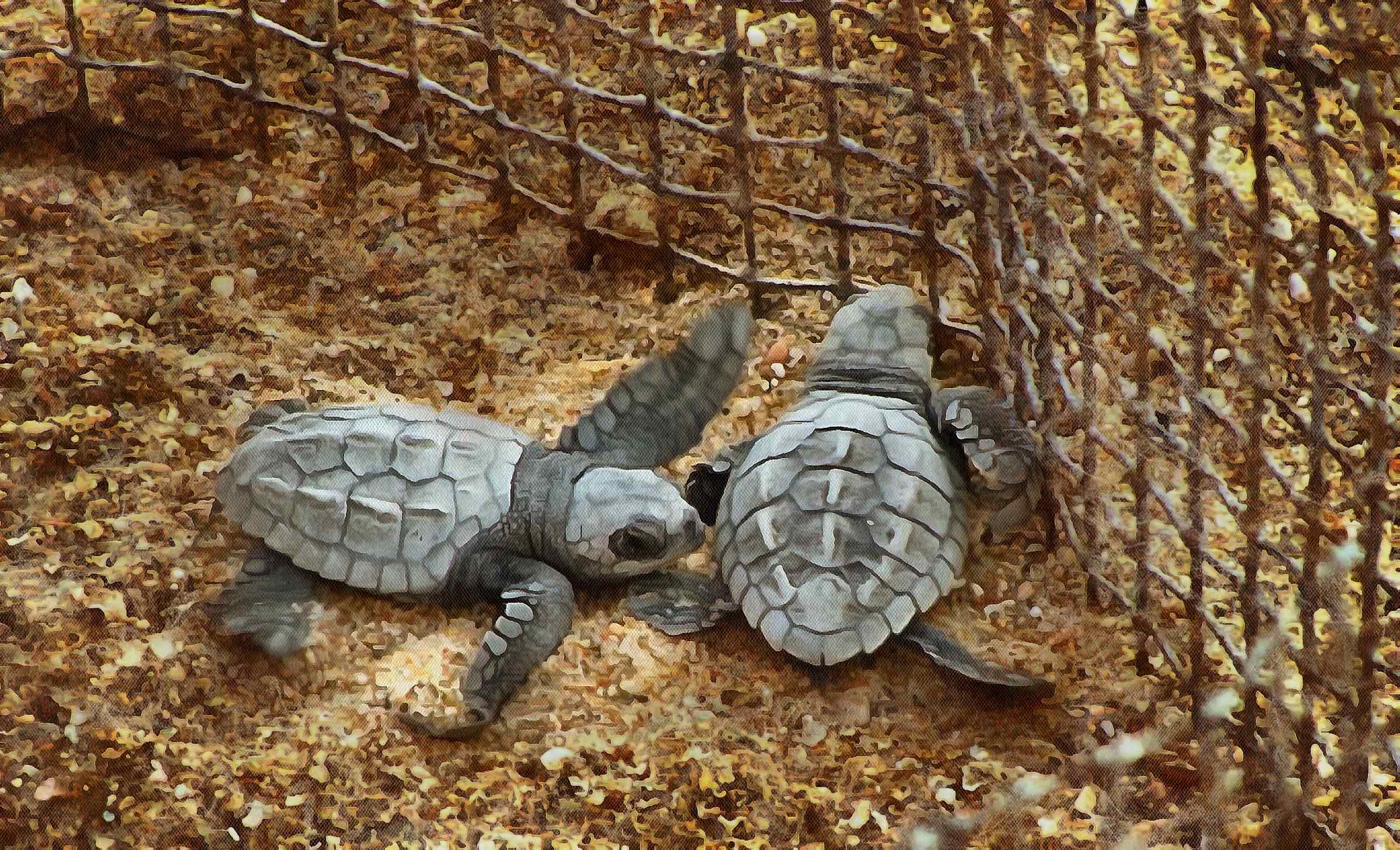 Turtle free images, Free Tortoise images, – free images turtles, tortoise public domain images, Turtle public domain images, Tortoise free!