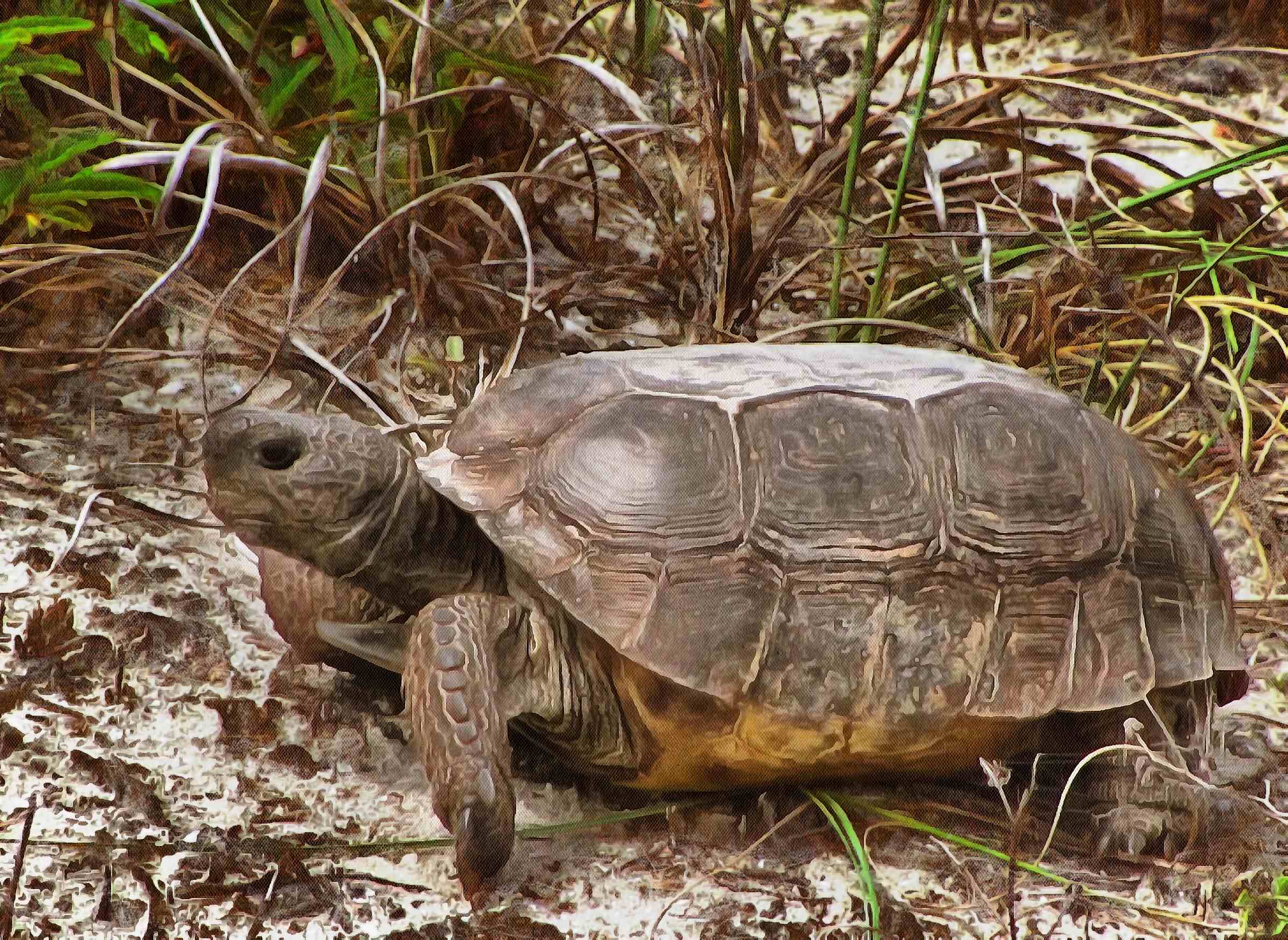 Turtle free images, Free Tortoise images, – free images turtles, tortoise public domain images, Turtle public domain images, Tortoise free!