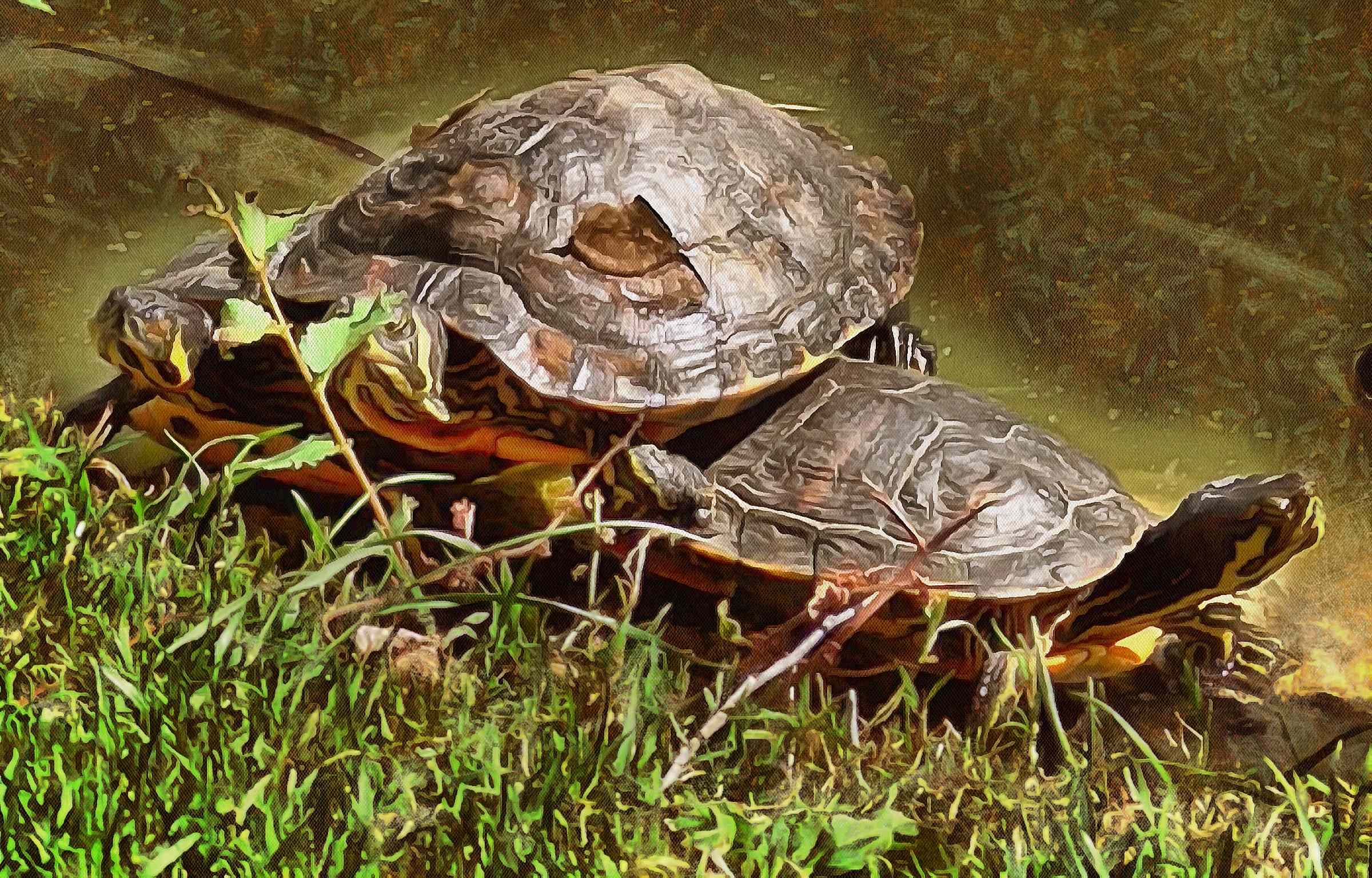 Turtle free images, Free Tortoise images, – free images turtles, tortoise public domain images, Turtle public domain images, Tortoise free!