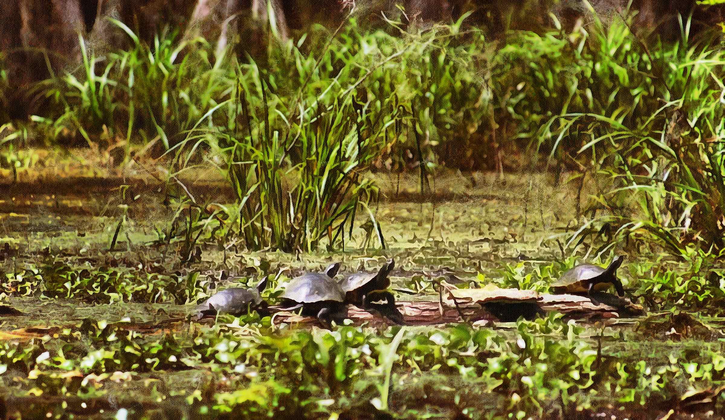 Turtle free images, Free Tortoise images, – free images turtles, tortoise public domain images, Turtle public domain images, Tortoise free!