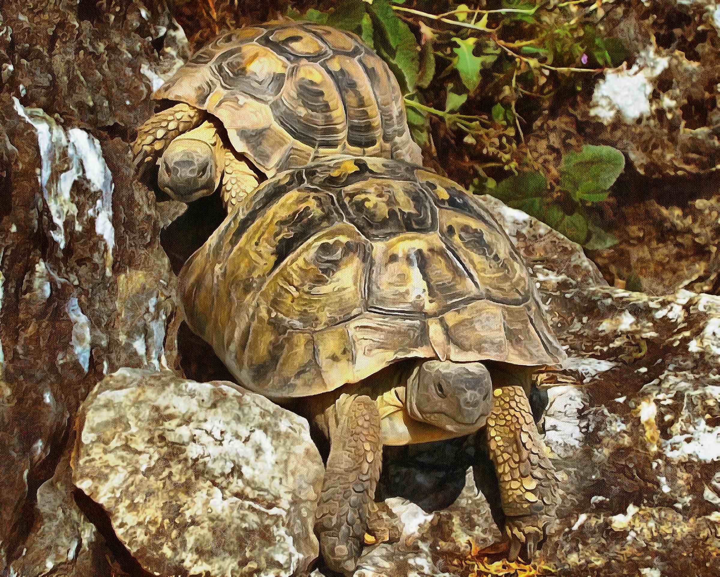 Free Tortoise images, - free images turtles, tortoise public domain images,...