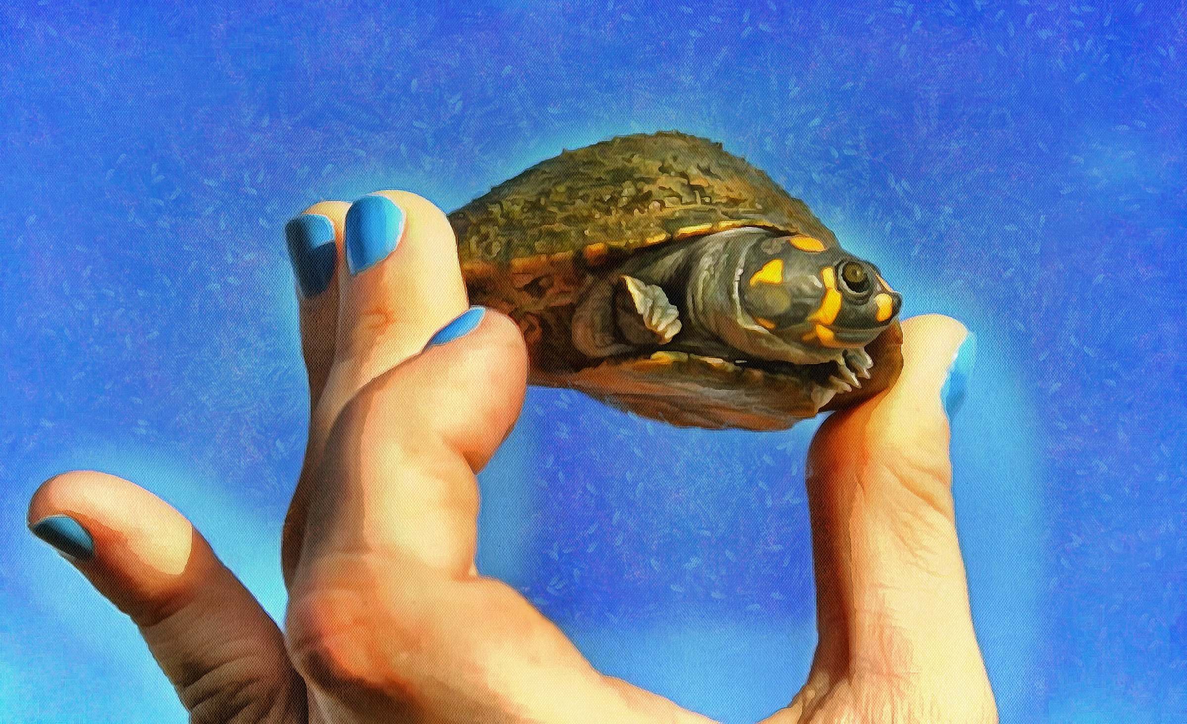 Turtle free images, Free Tortoise images, – free images turtles, tortoise public domain images, Turtle public domain images, Tortoise free!
