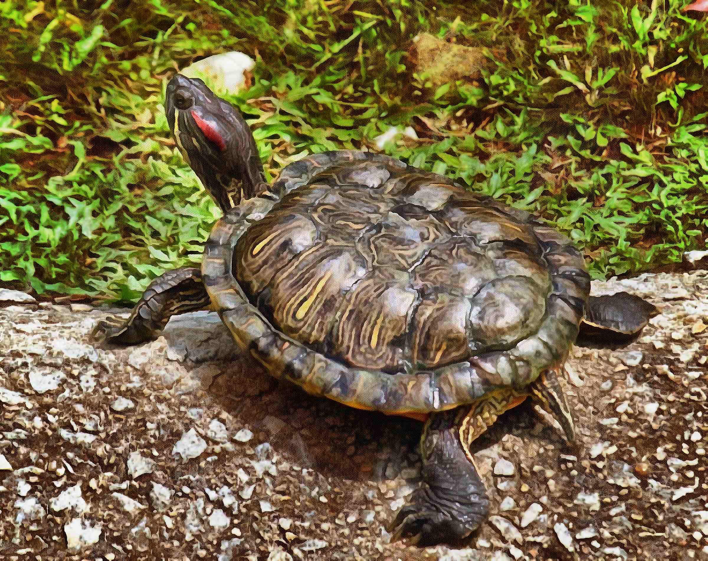 Turtle free images, Free Tortoise images, – free images turtles, tortoise public domain images, Turtle public domain images, Tortoise free!