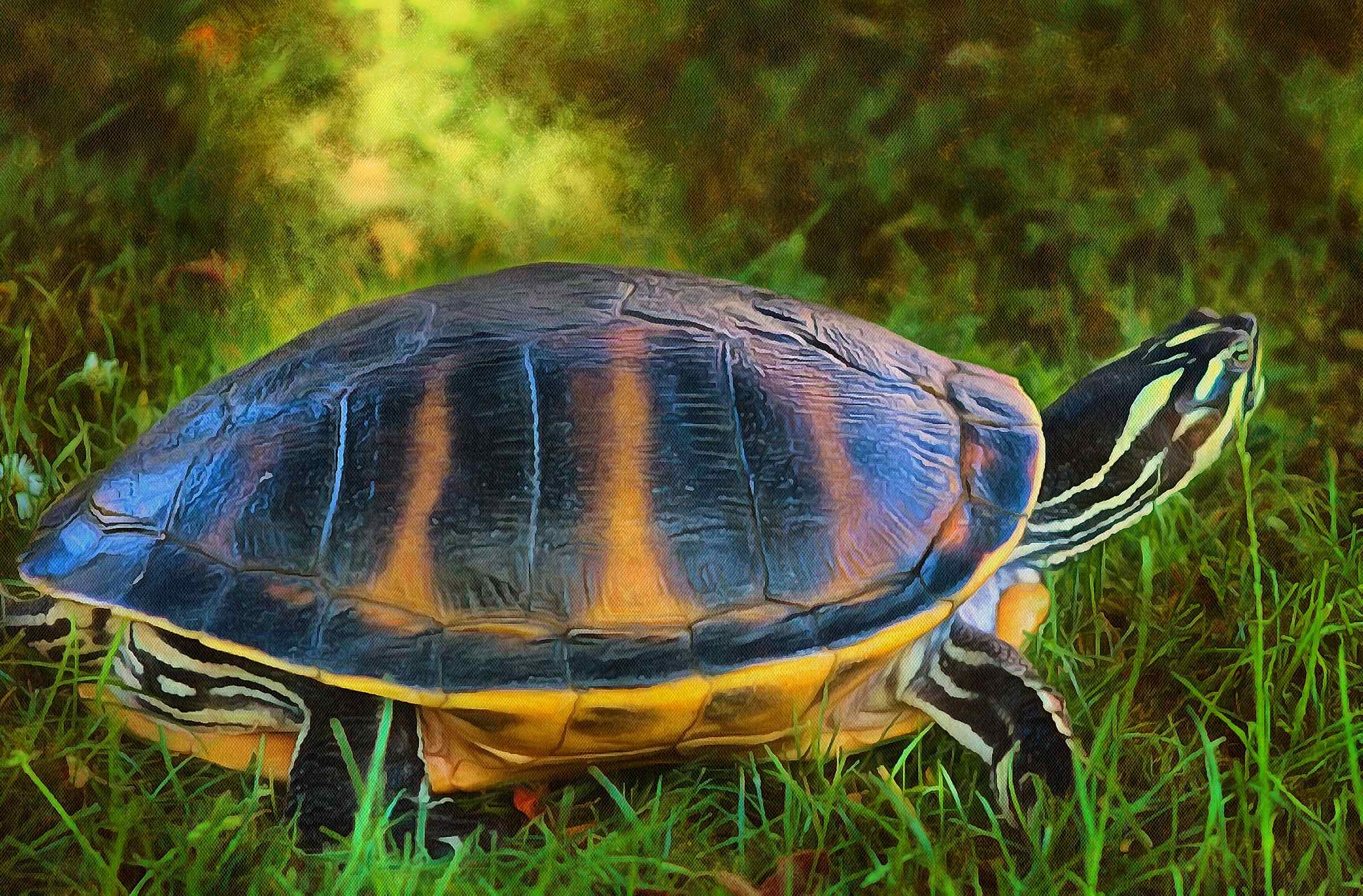 Turtle free images, Free Tortoise images, – free images turtles, tortoise public domain images, Turtle public domain images, Tortoise free!