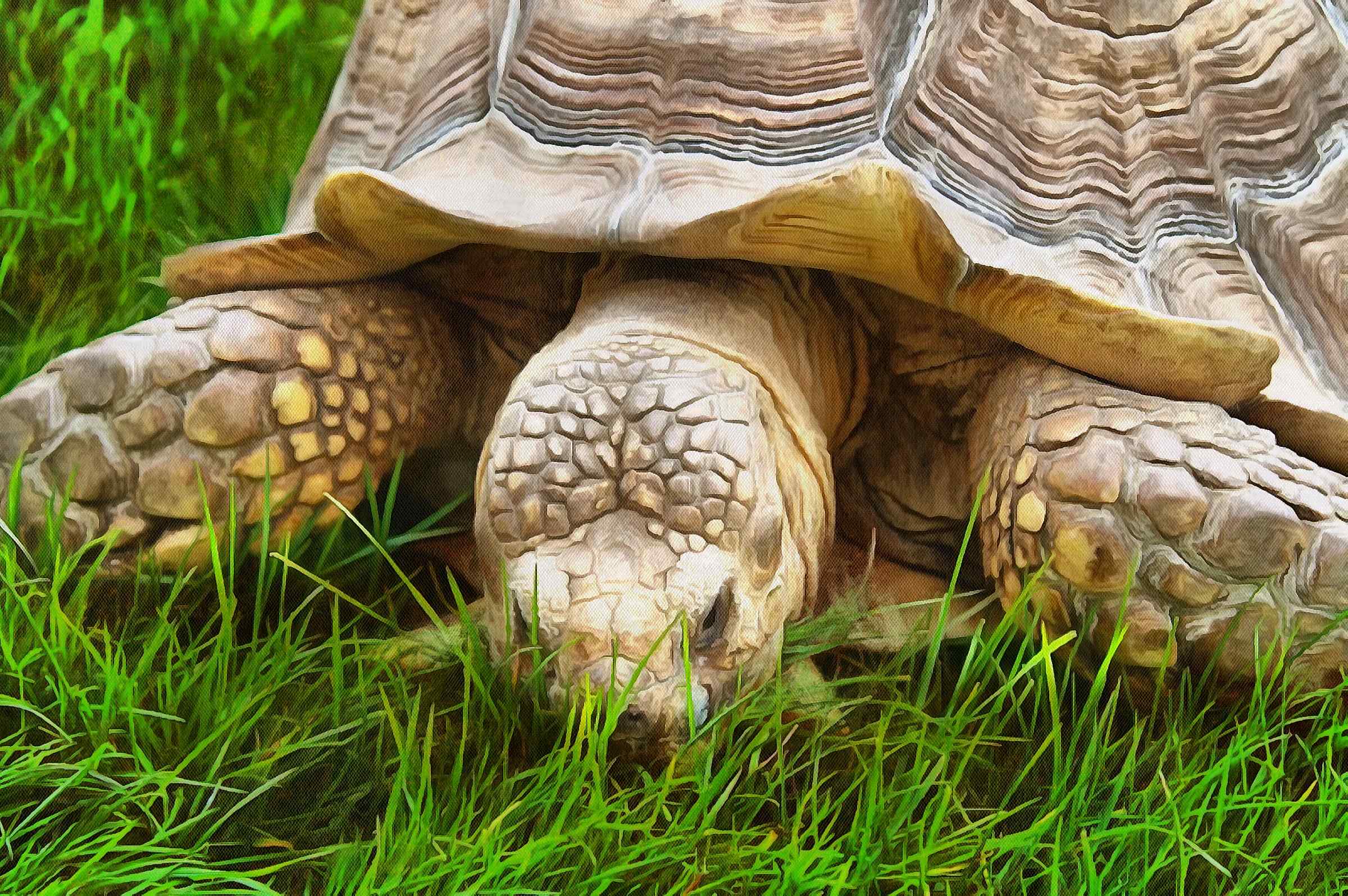 Turtle free images, Free Tortoise images, – free images turtles, tortoise public domain images, Turtle public domain images, Tortoise free!