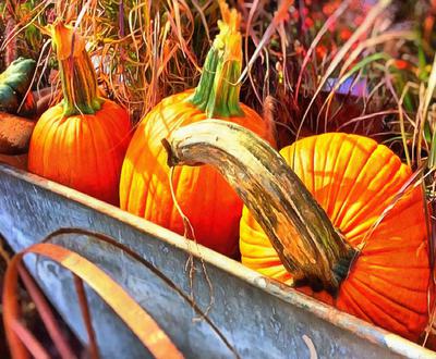 pumpkin, holiday, head, smile, vegetables, fun, - halloween, holiday, free images, public domain images, free stock images, download images, free pictures