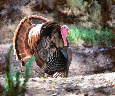 thanksgiving, turkey, live turkey, bird, holiday, Thanksgiving Day,  