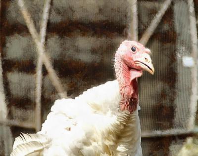 thanksgiving, turkey, live turkey, bird, holiday, Thanksgiving Day,  