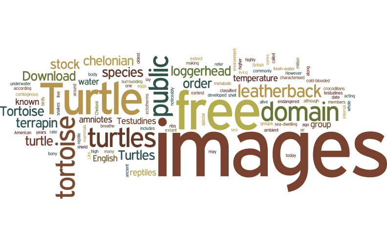 tURTLE AND TORTOISE WORD CLOUD