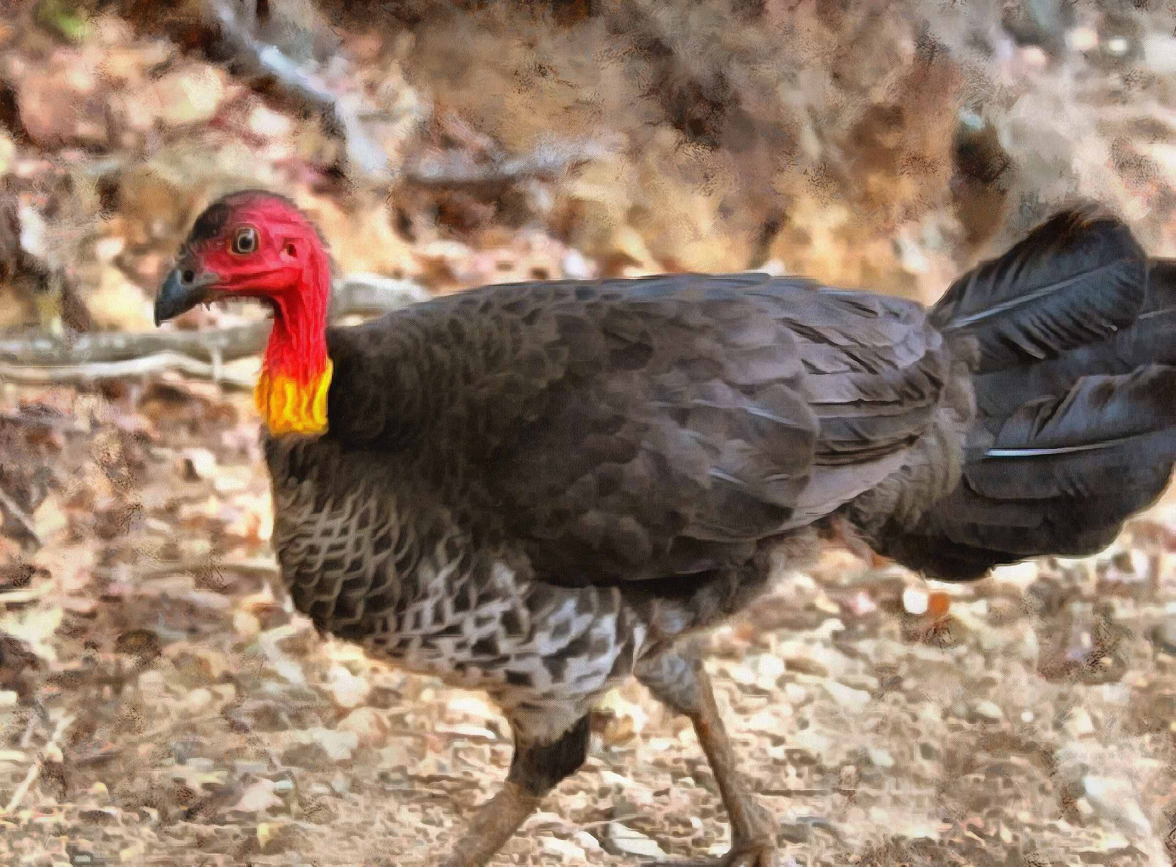 thanksgiving, turkey, live turkey, bird, holiday, Thanksgiving Day,   - thanksgiving, stock free image, public domain photos, free stock photo, download public domain images.