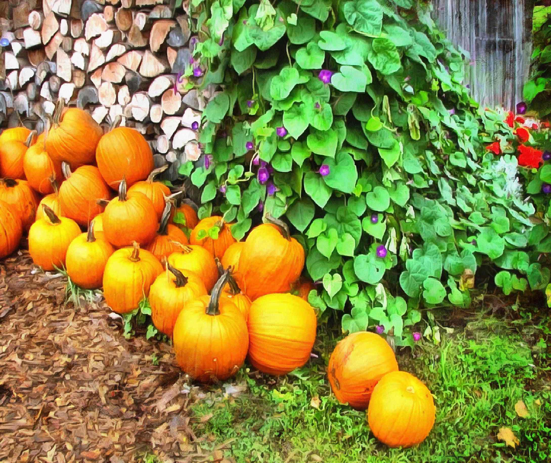 pumpkin, thanksgiving, vegetables, harvest, holiday, - thanksgiving, stock free image, public domain photos, free stock photo, download public domain images.