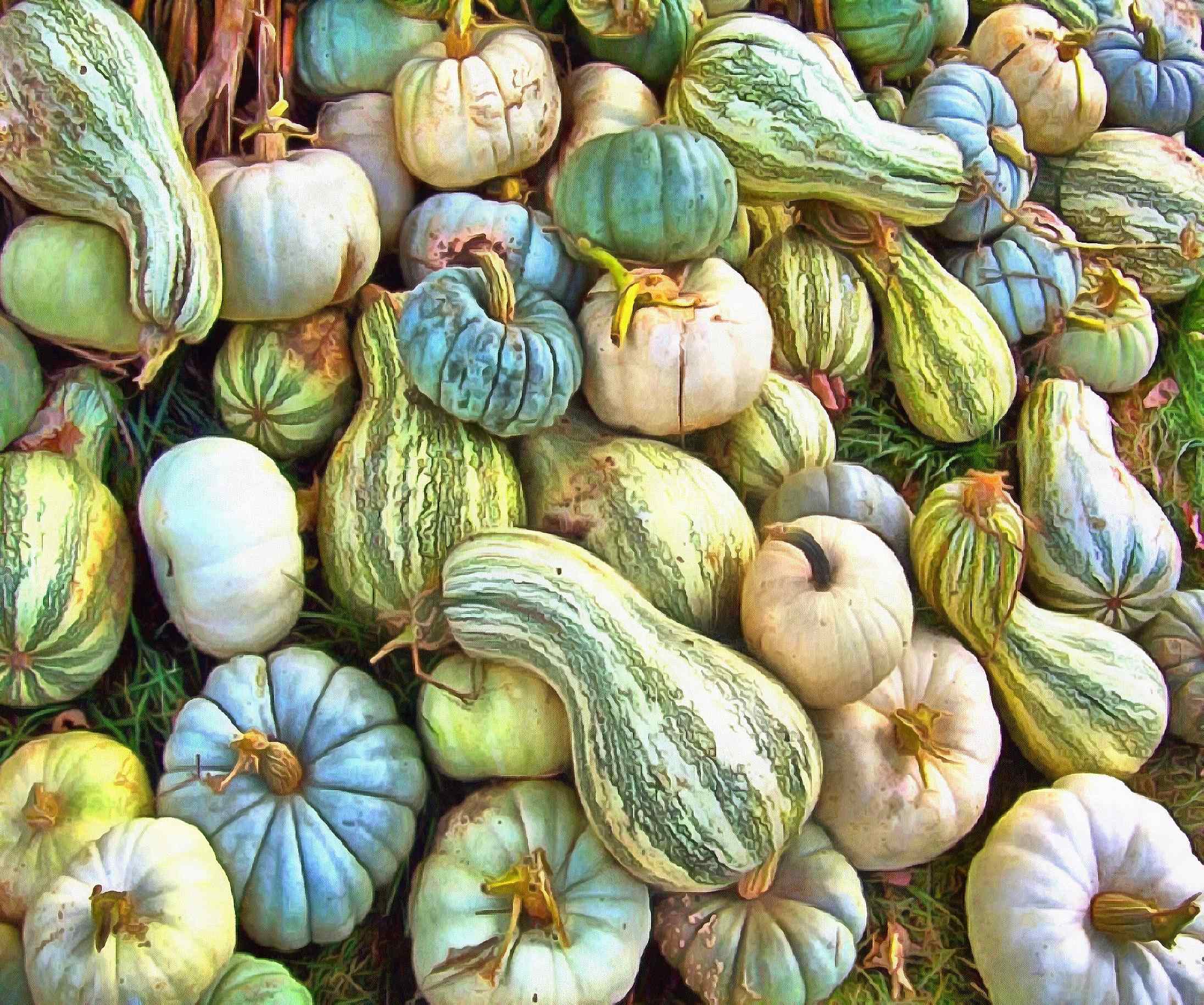 <br> pumpkin, harvest, holiday, vegetable, - thanksgiving, public domain images, stock free photos, free images, public domain photos, stock free images. 