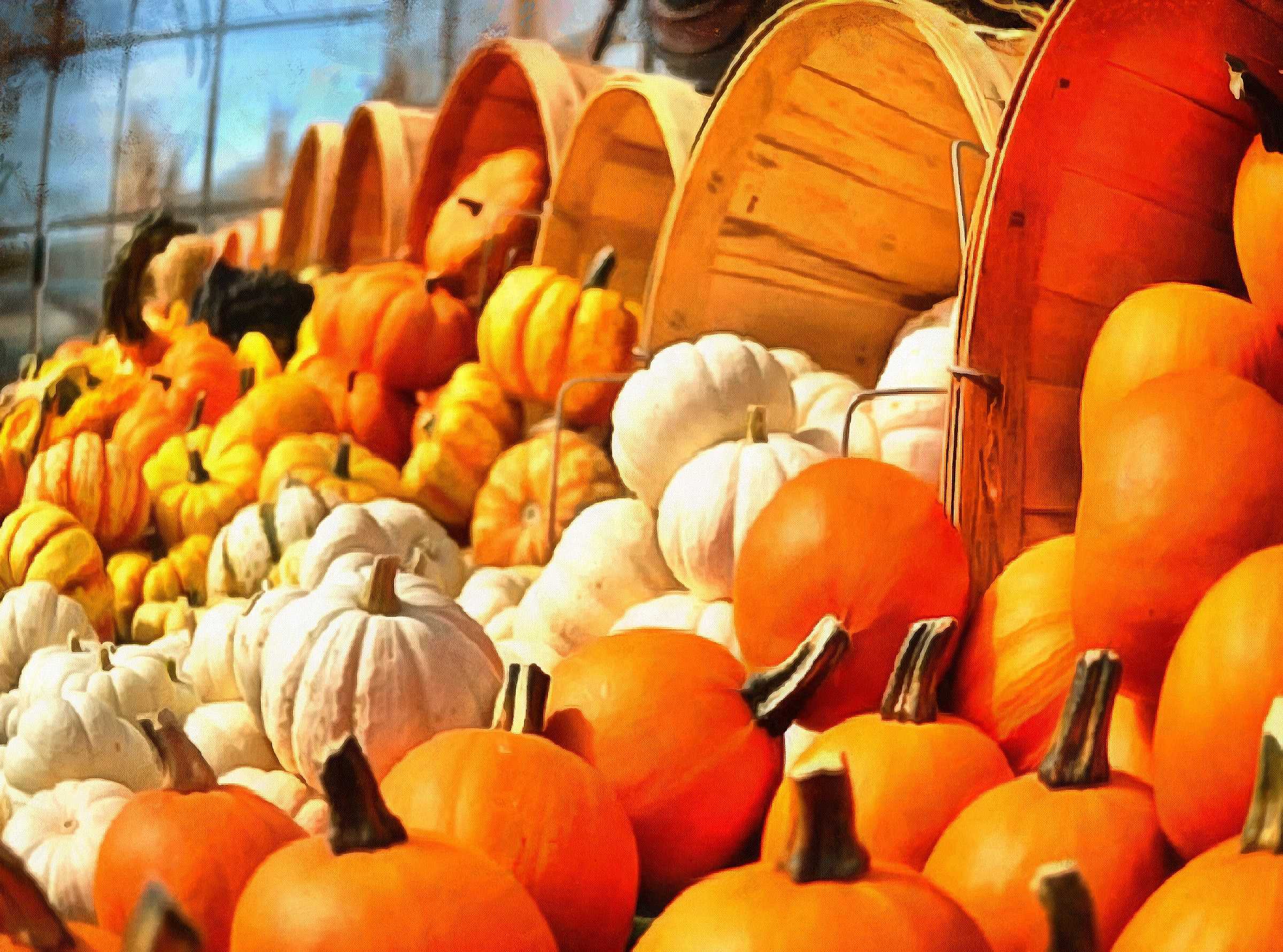 pumpkin, thanksgiving, vegetables, harvest, holiday, - thanksgiving, stock free image, public domain photos, free stock photo, download public domain images.