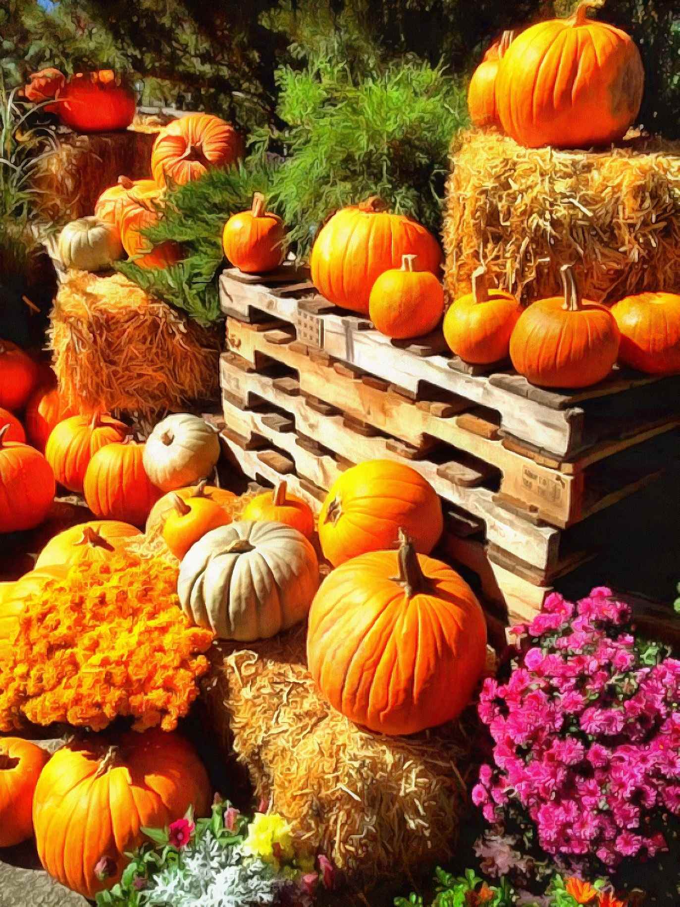 vegetables, harvest, pumpkin, thanksgiving, holiday, - thanksgiving, stock free image, public domain photos, free stock photo, download public domain images.