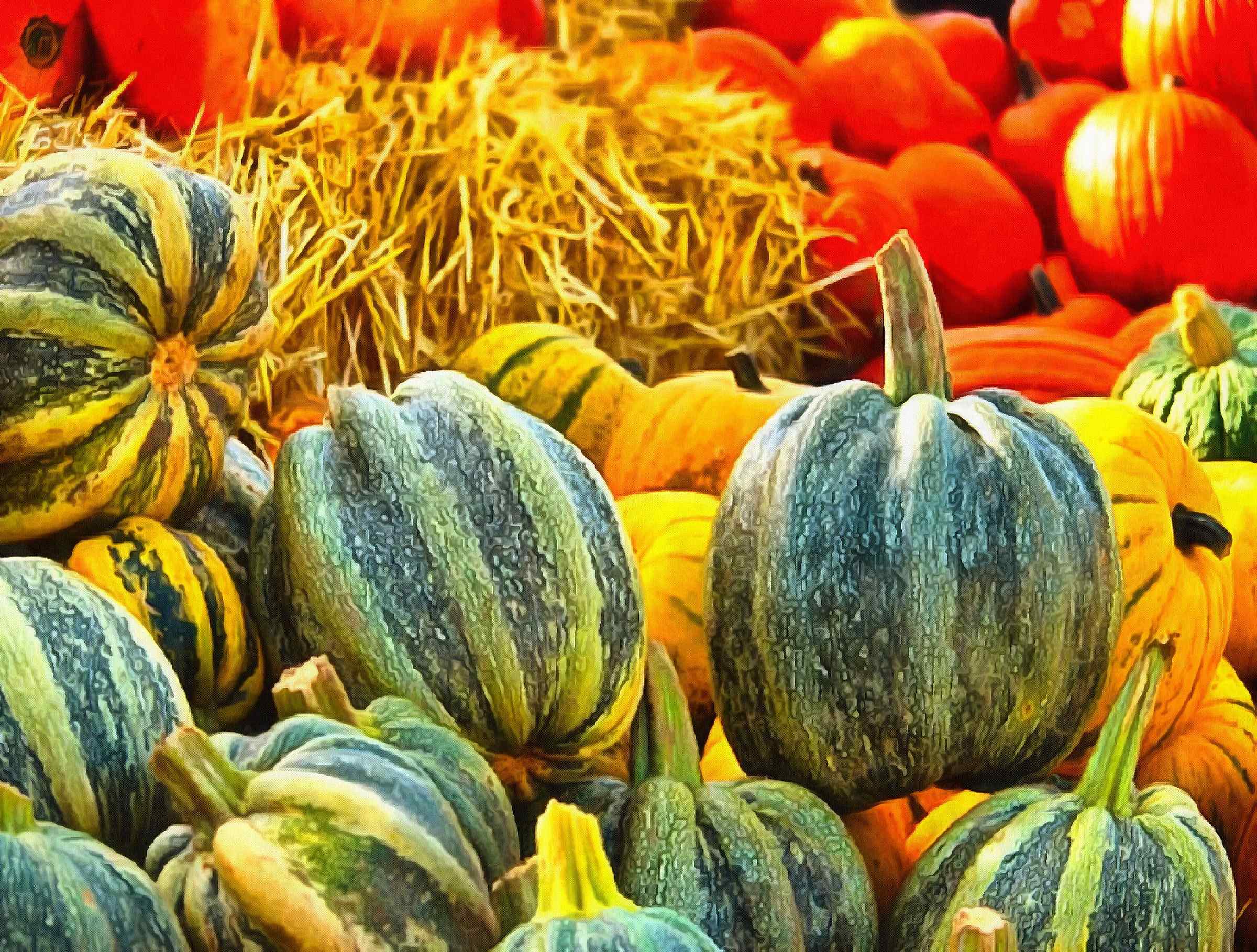 vegetables, harvest, pumpkin, thanksgiving, holiday, - thanksgiving, stock free image, public domain photos, free stock photo, download public domain images.