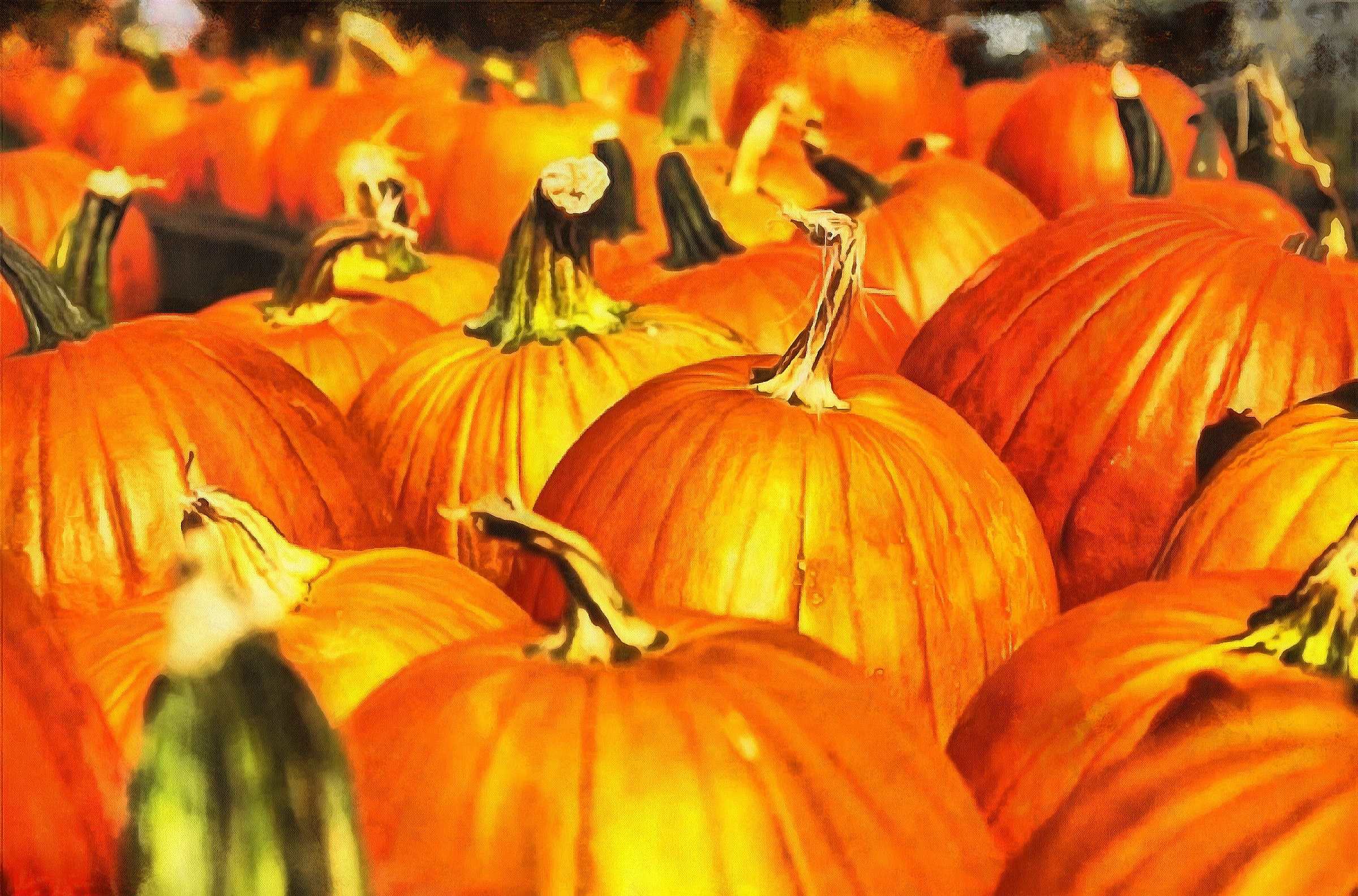 thanksgiving pumpkins,  ripe, crop, pumpkins,  pumpkin, yield, vegetables, holiday,  - thanksgiving, stock free image, public domain photos, free stock photo, download public domain images.